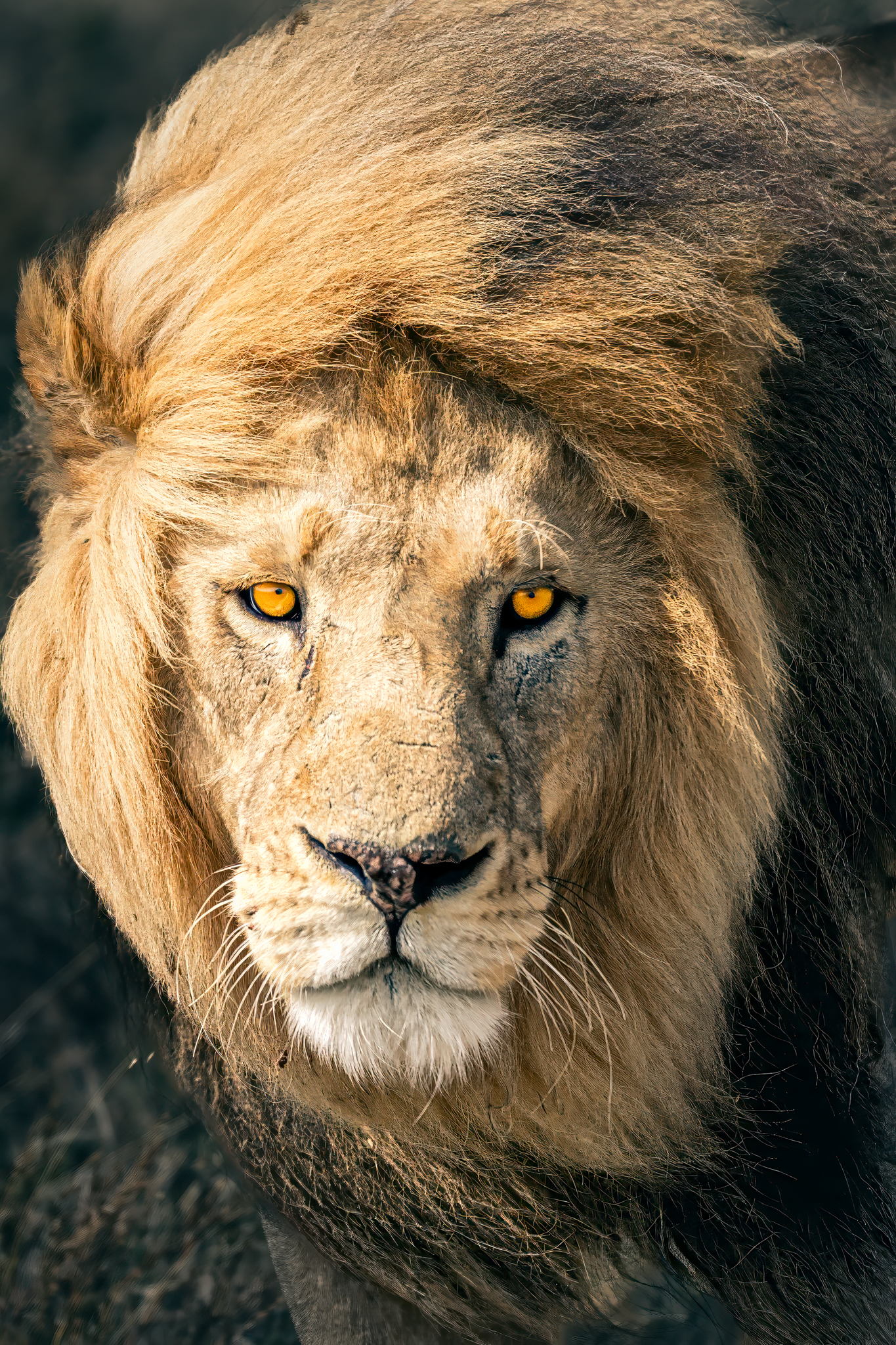 de-koning-van-de-serengeti-tanzania