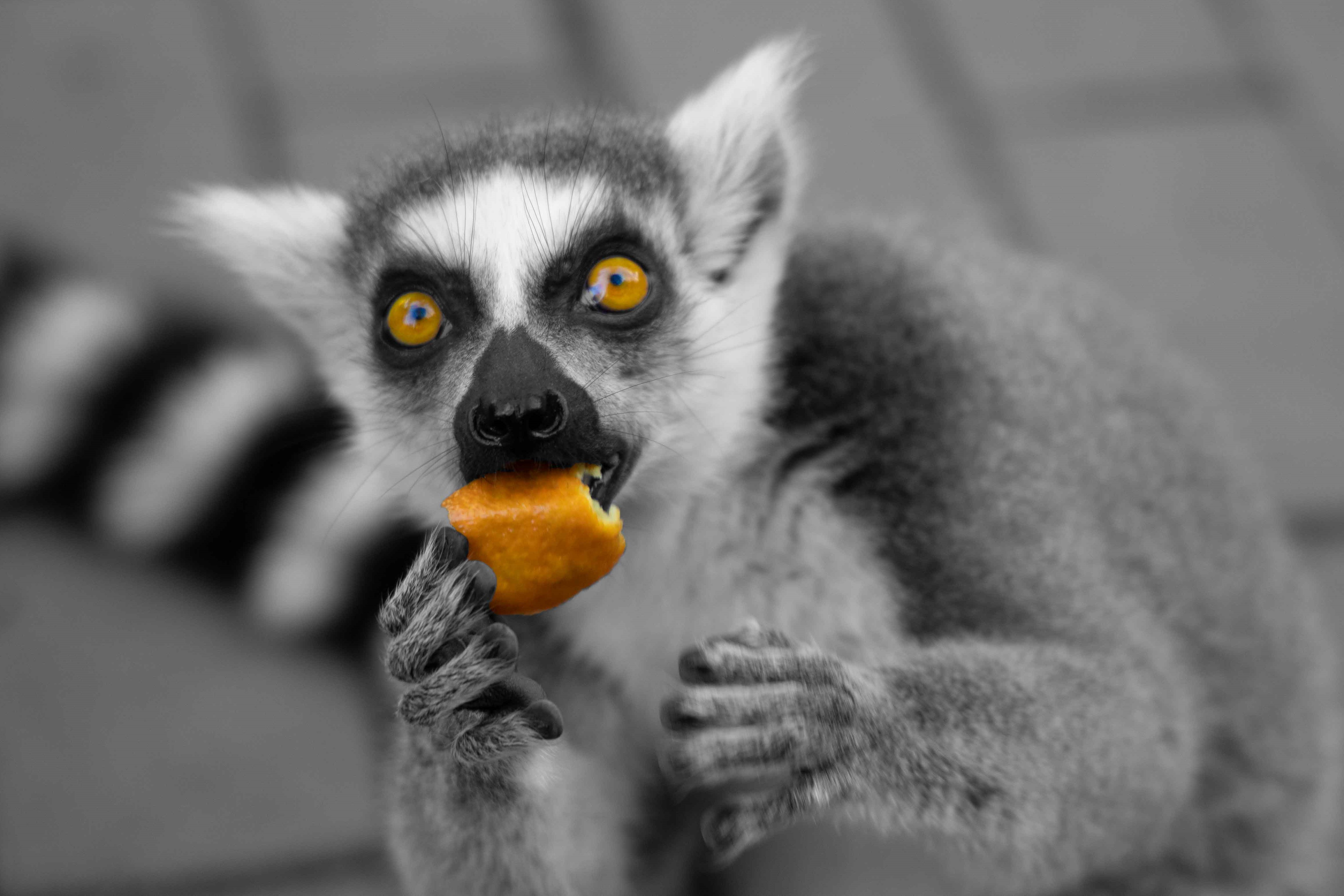 ringstaartmaki-in-apenheul