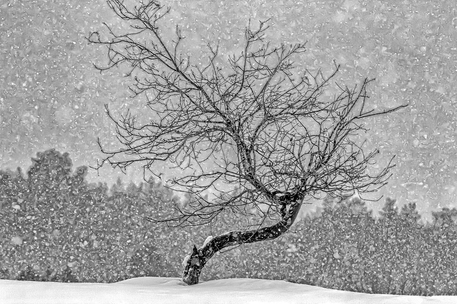 eenzame-boom-op-het-kootwijkerzand