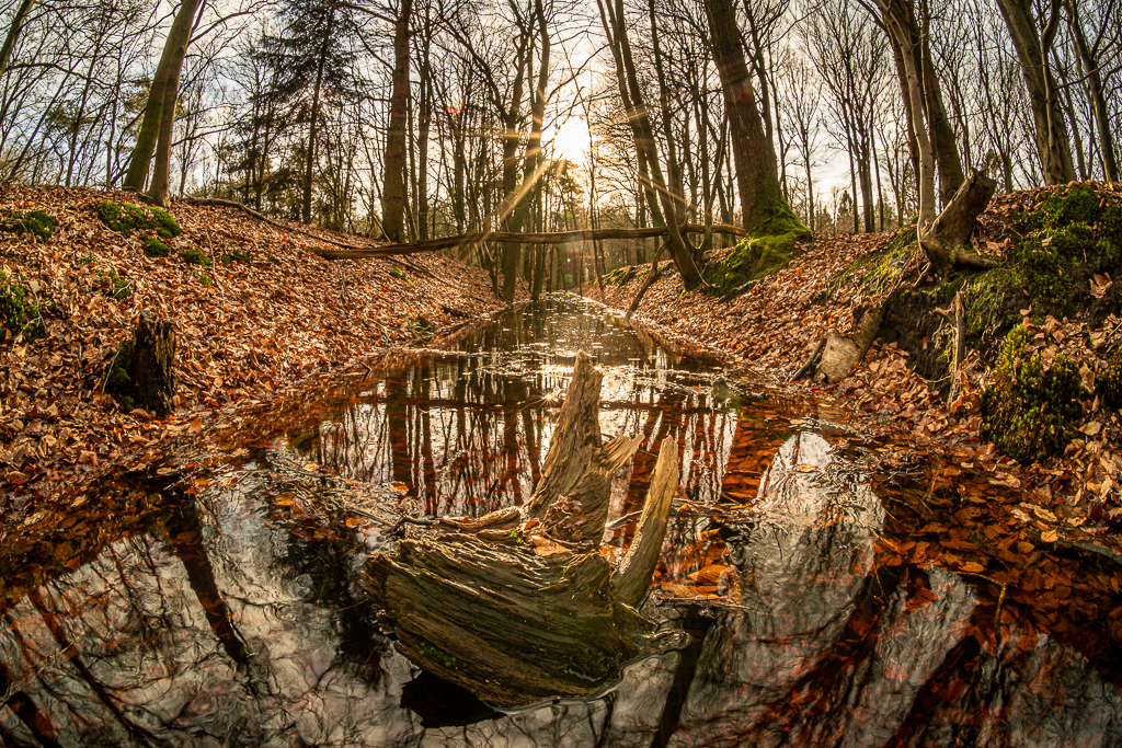 fisheye-view