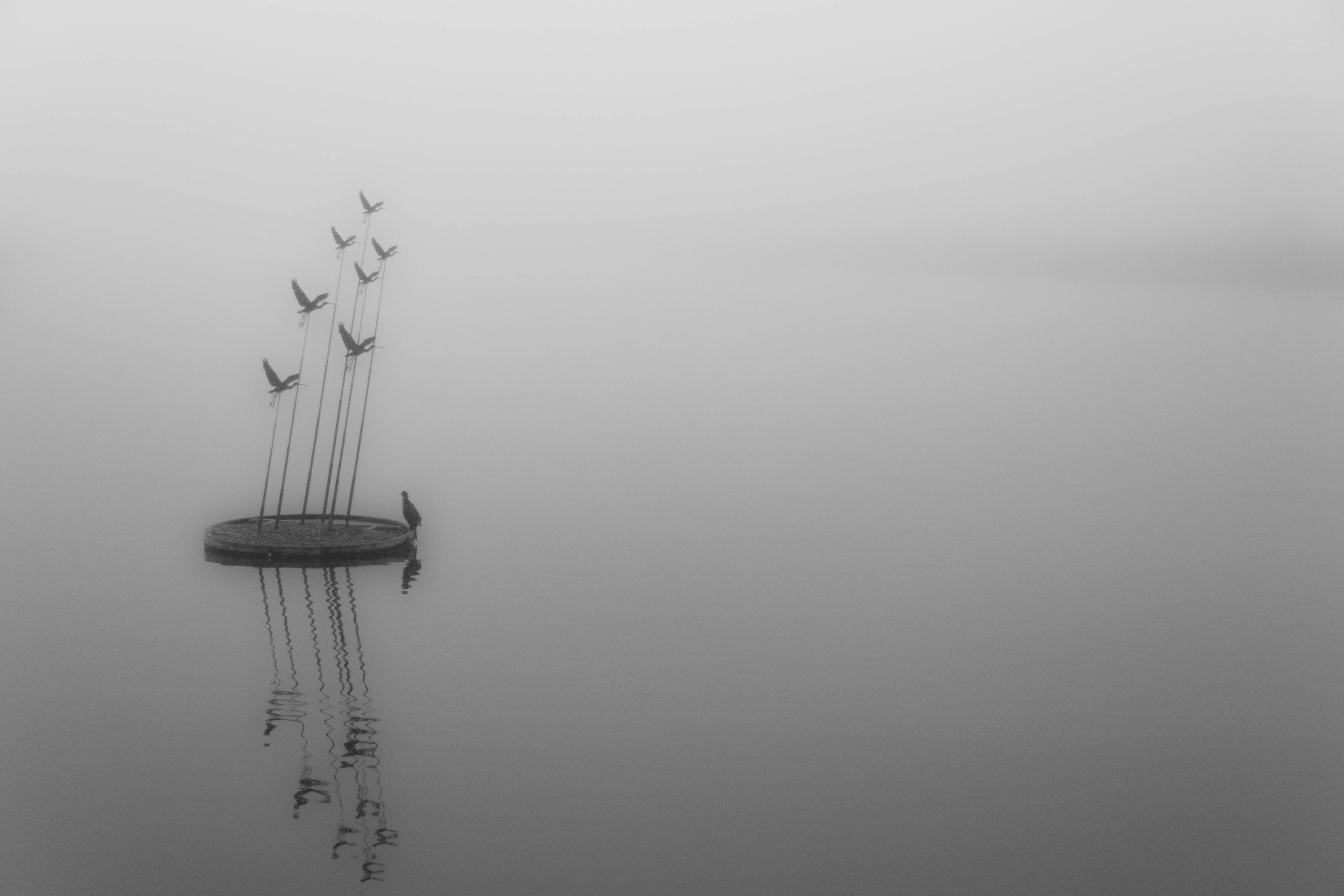 vogelkunst-in-de-mist