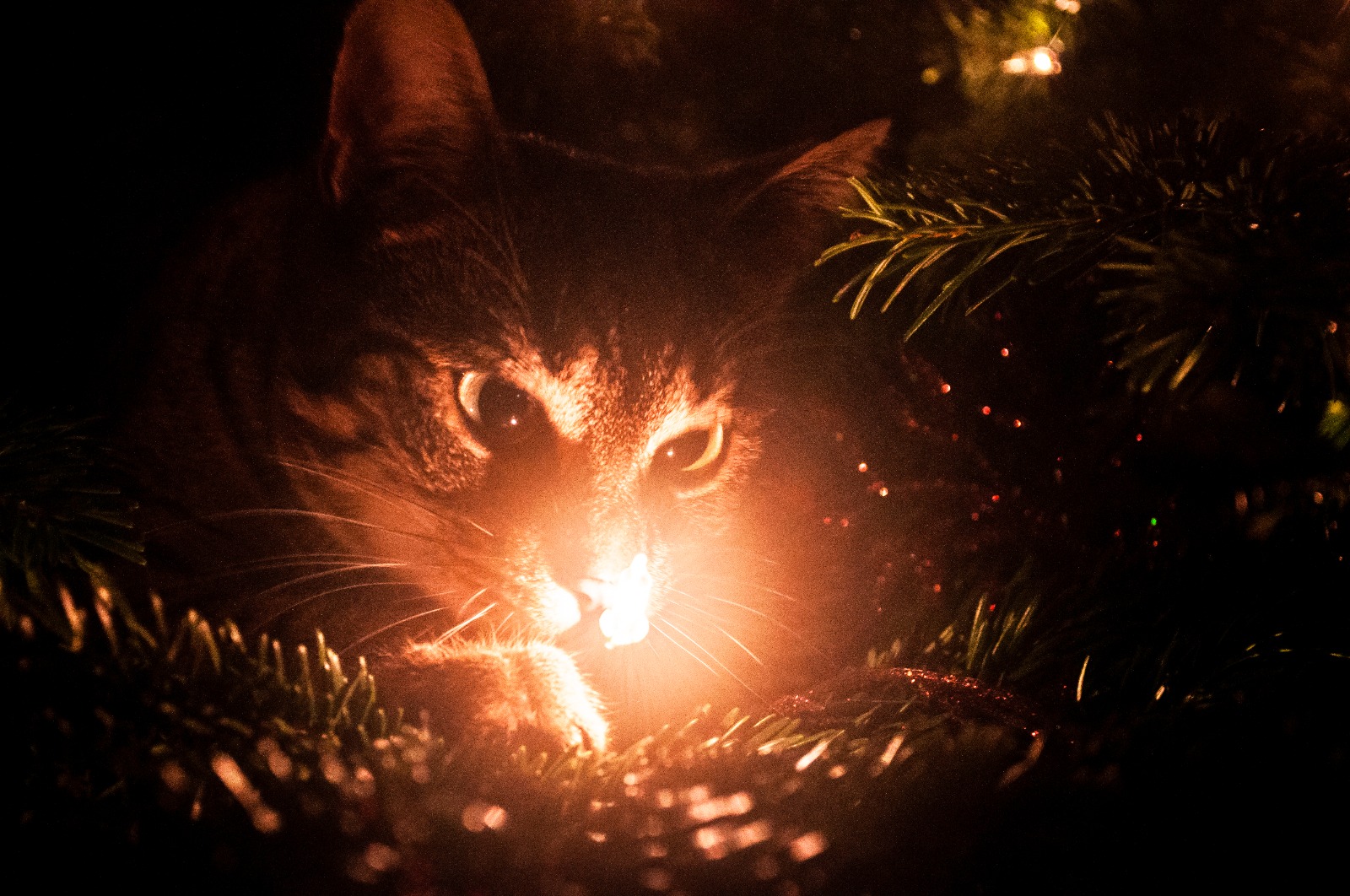 spel-van-kat-en-licht