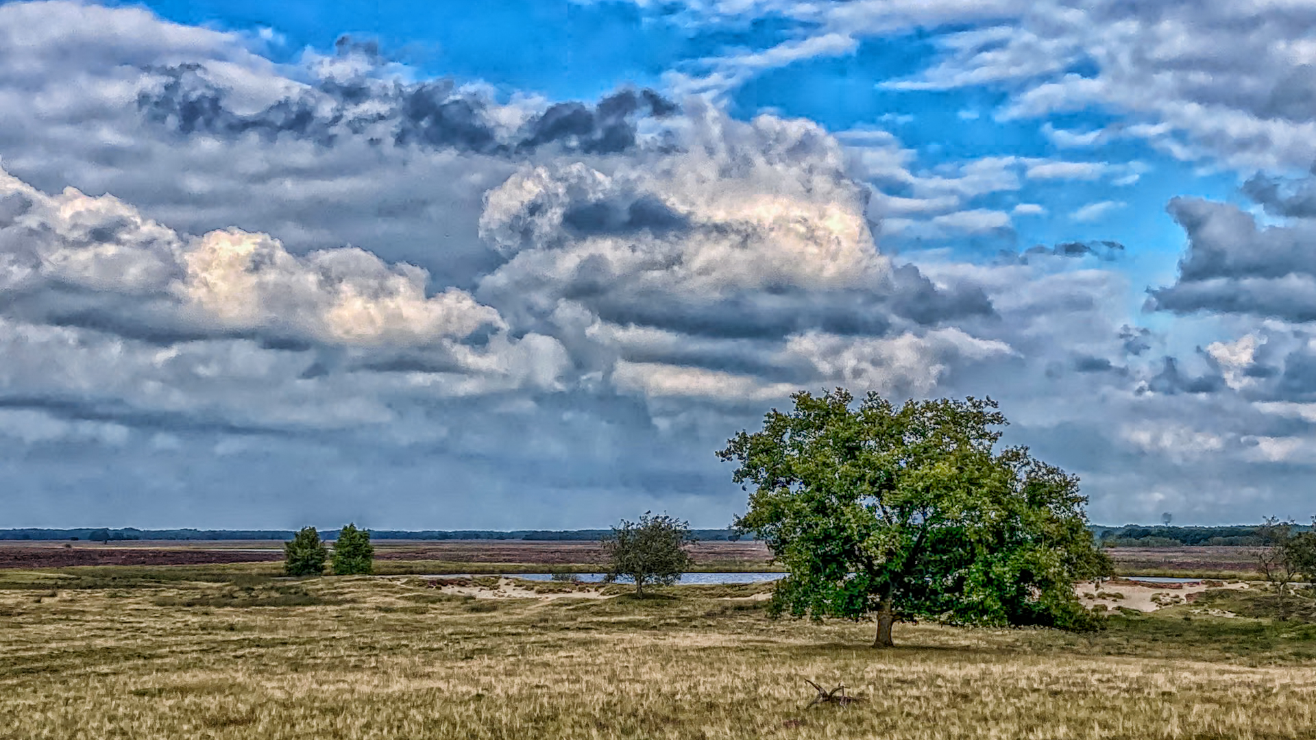eenzame-boom-onder-dreigende-luchten