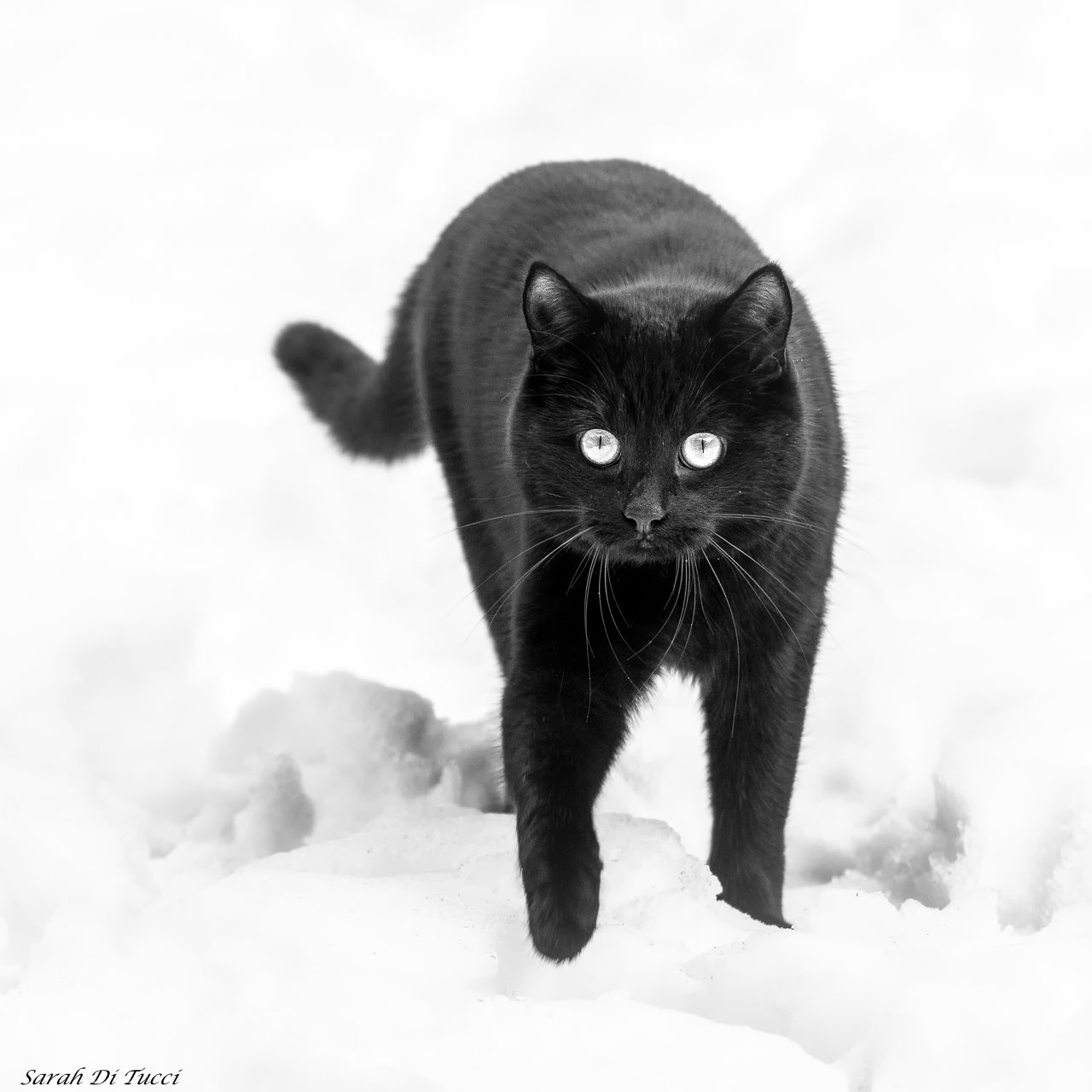 zwart-wit-sammy-in-de-sneeuw