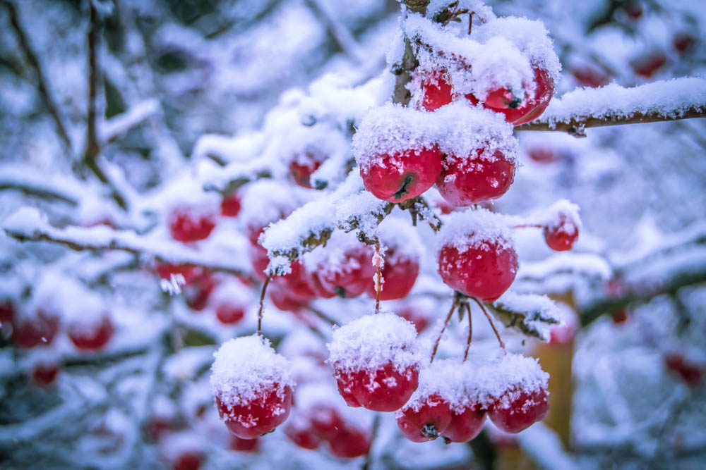 sneeuw-op-de-kers
