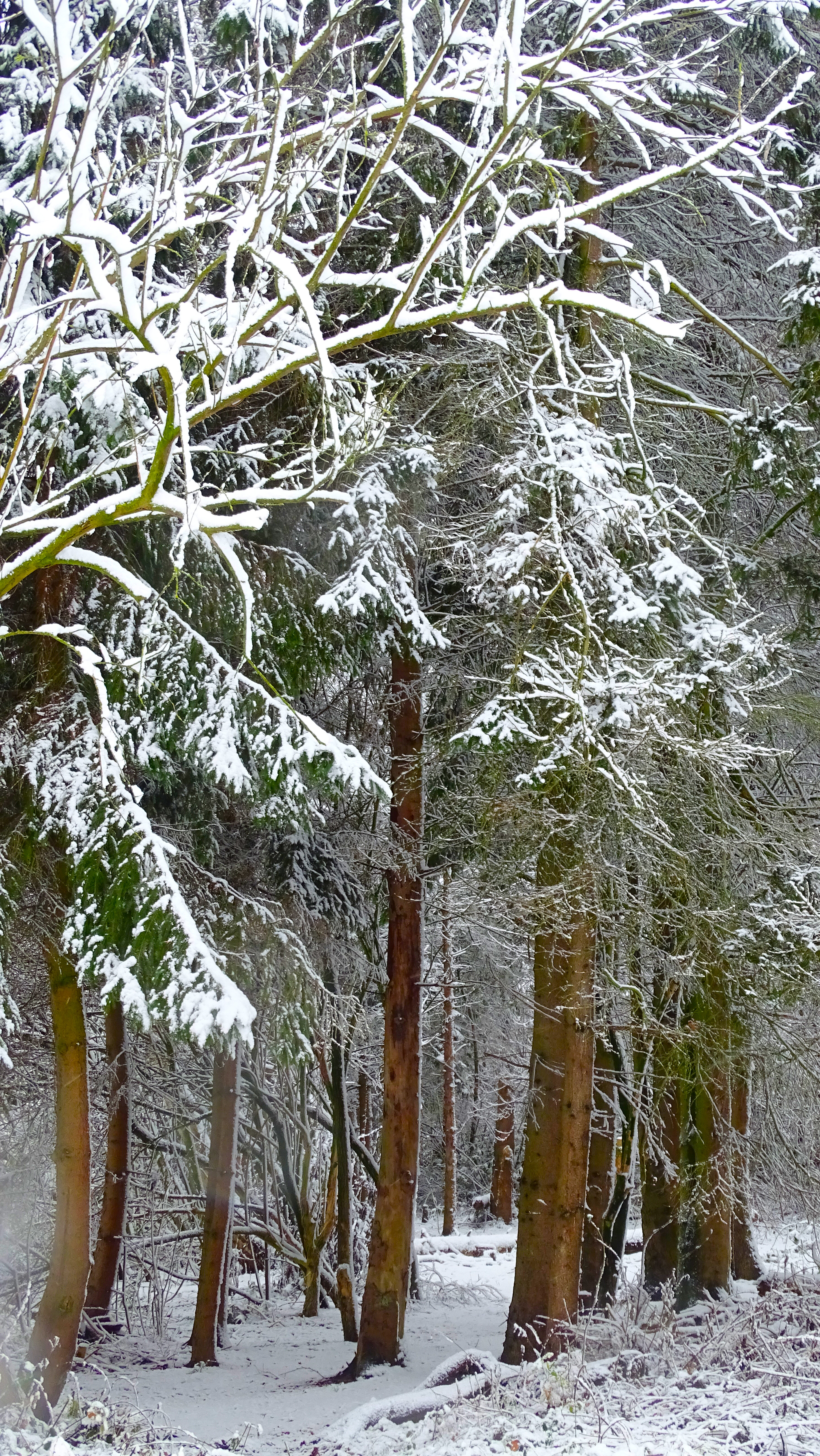 door-de-bomen-het-bos-niet-meer-zien