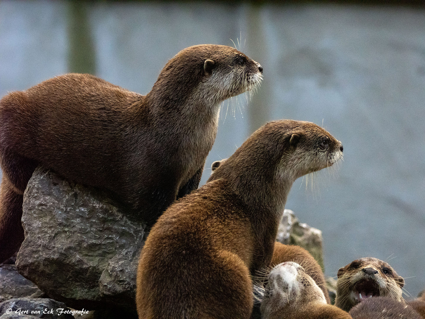 otters