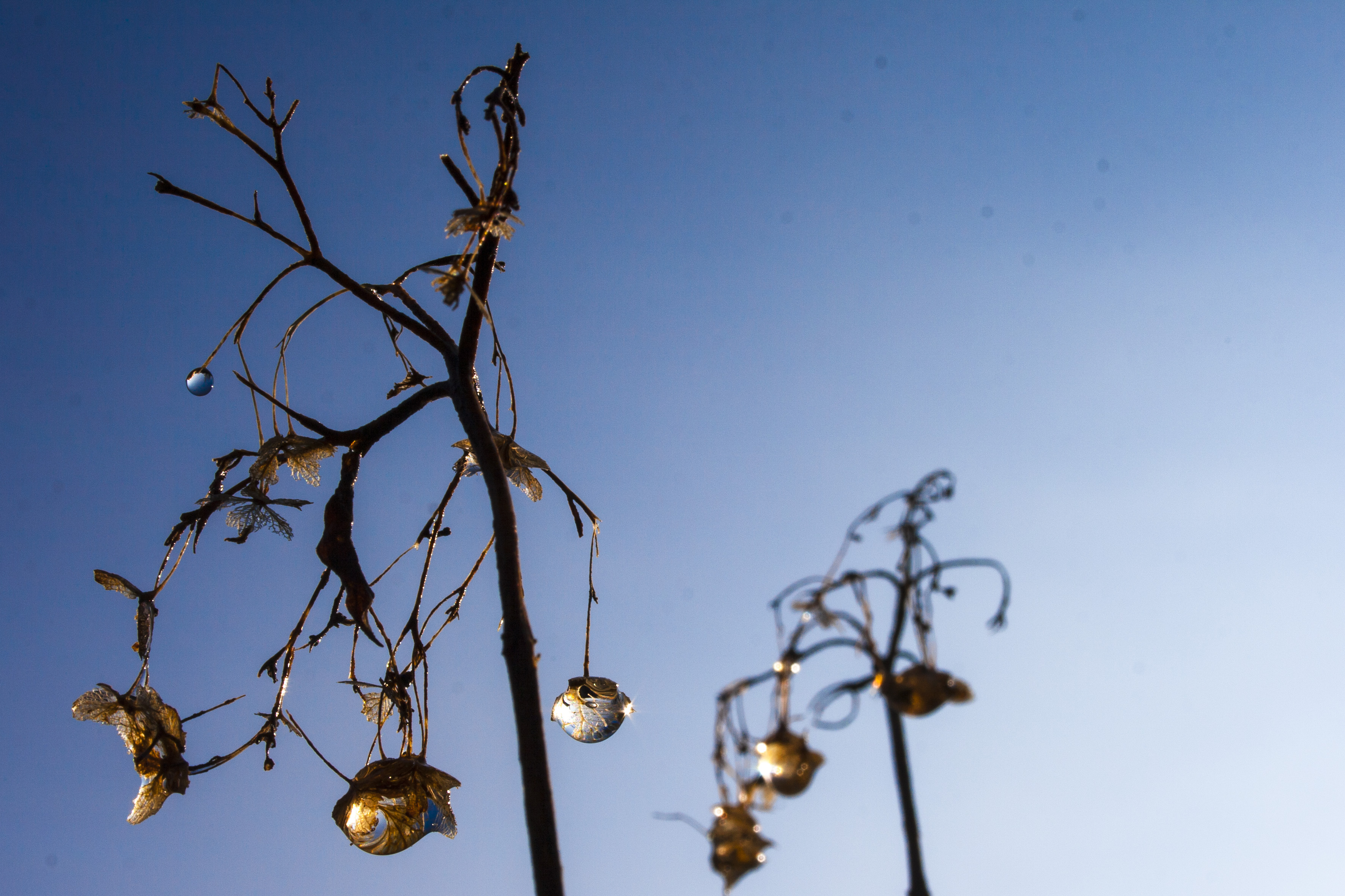 melting-ice-gardens-4