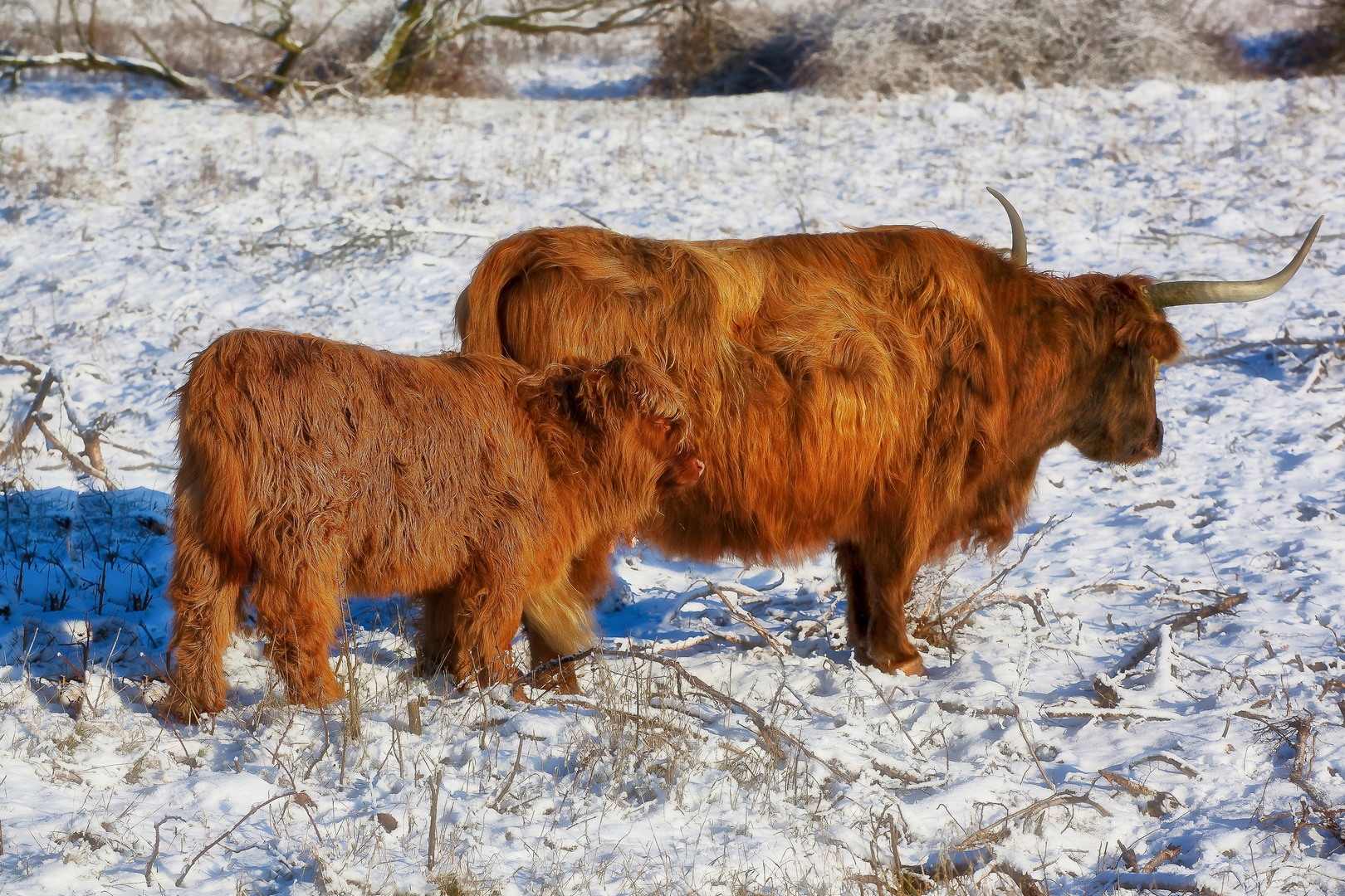 winter-op-de-maashorst-uden