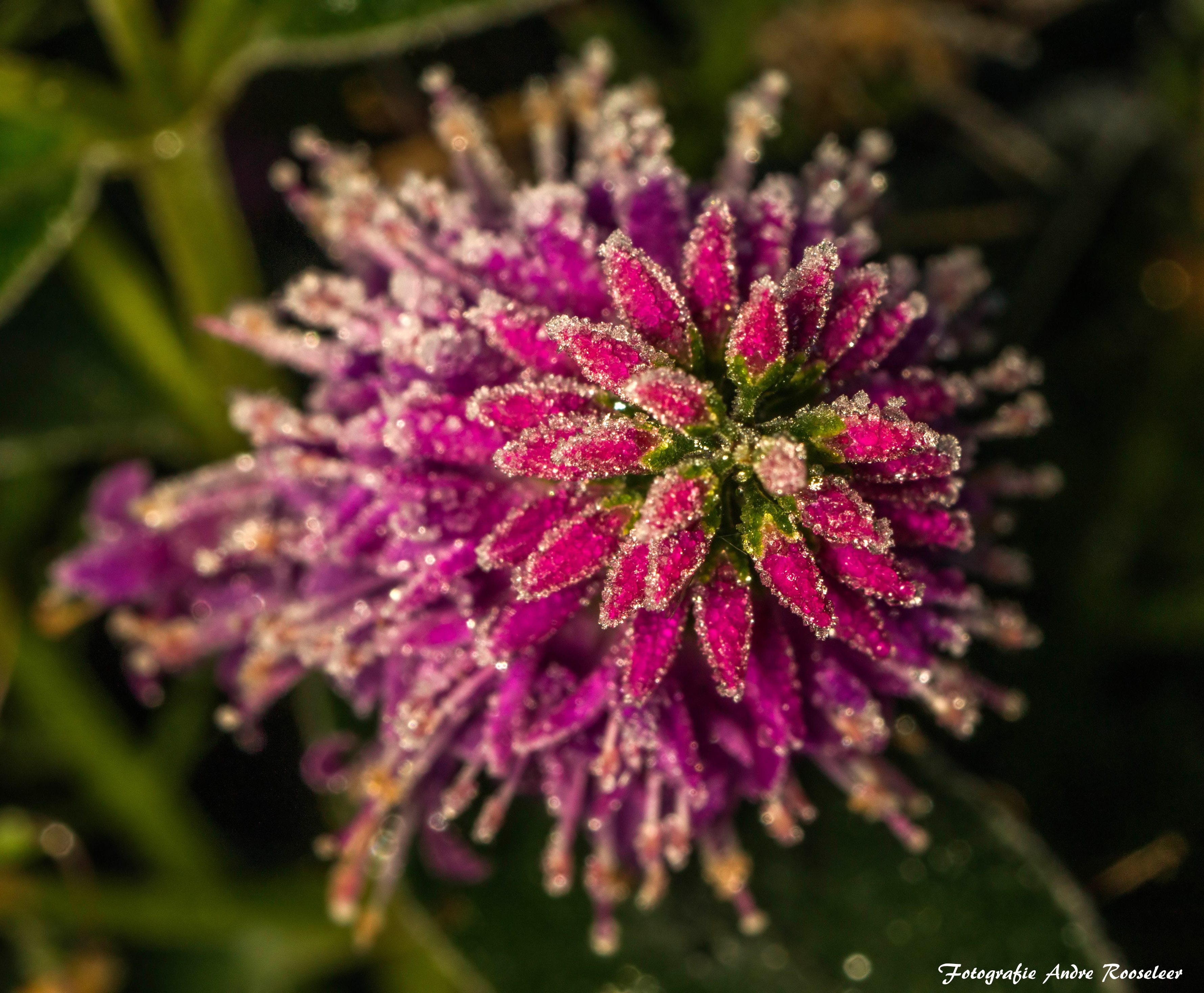 winter-frozen-flower