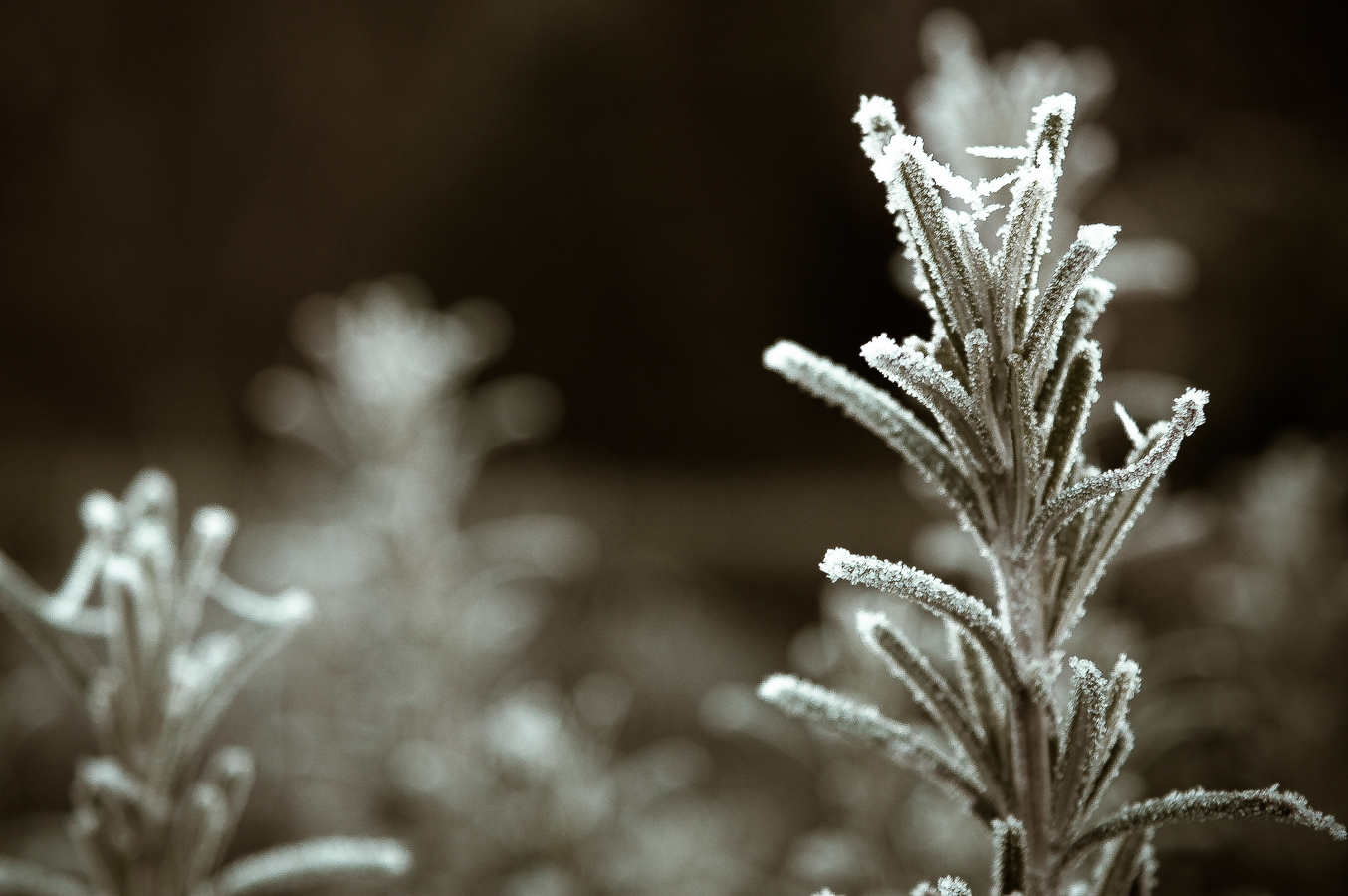 bevroren-roezemarijn