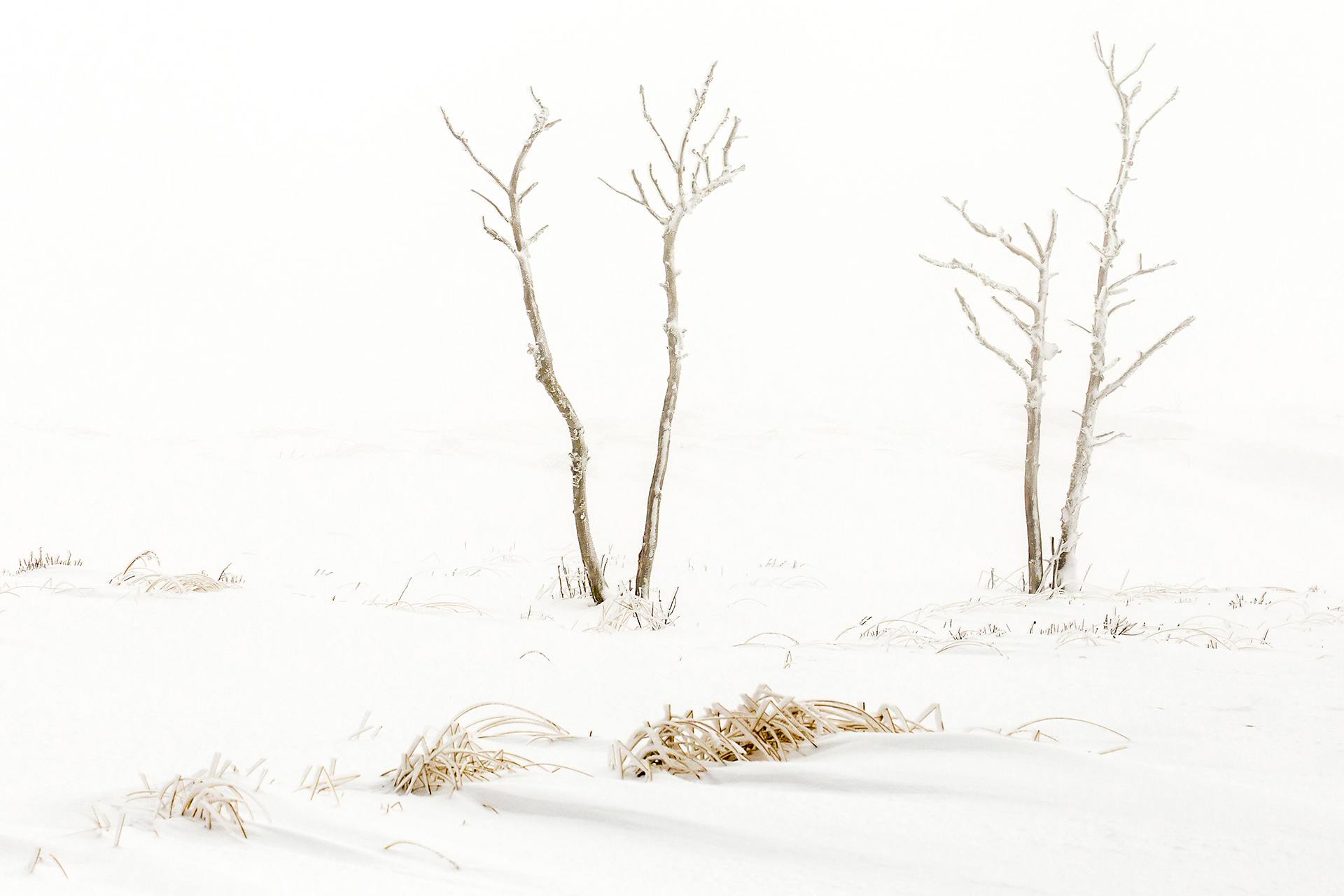 bomen-in-een-winters-landschap