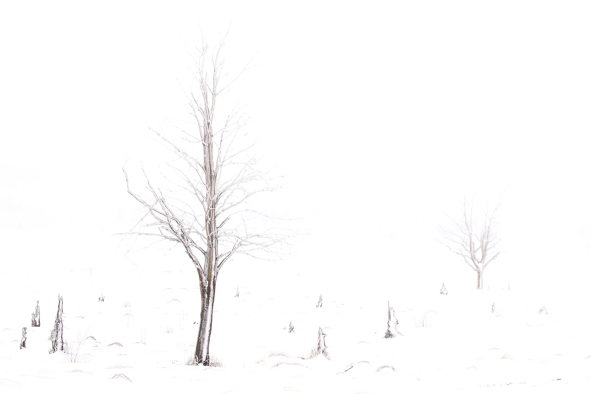 winter-in-de-hoge-venen