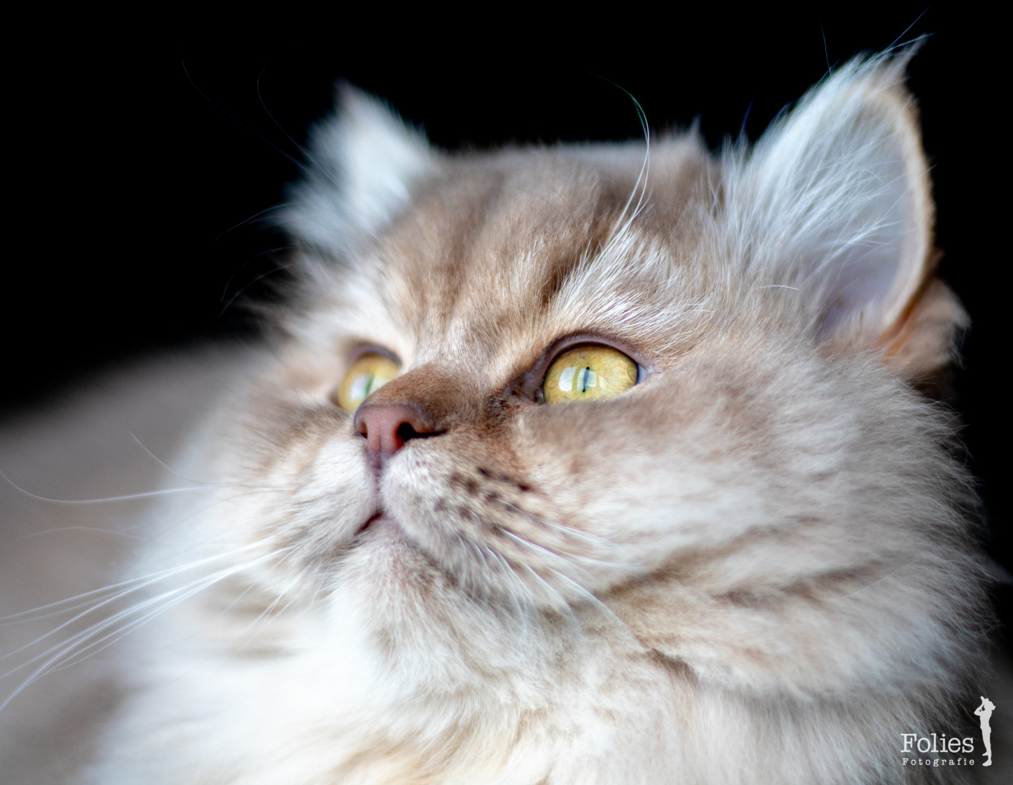 dreaming-off-birds-mouses