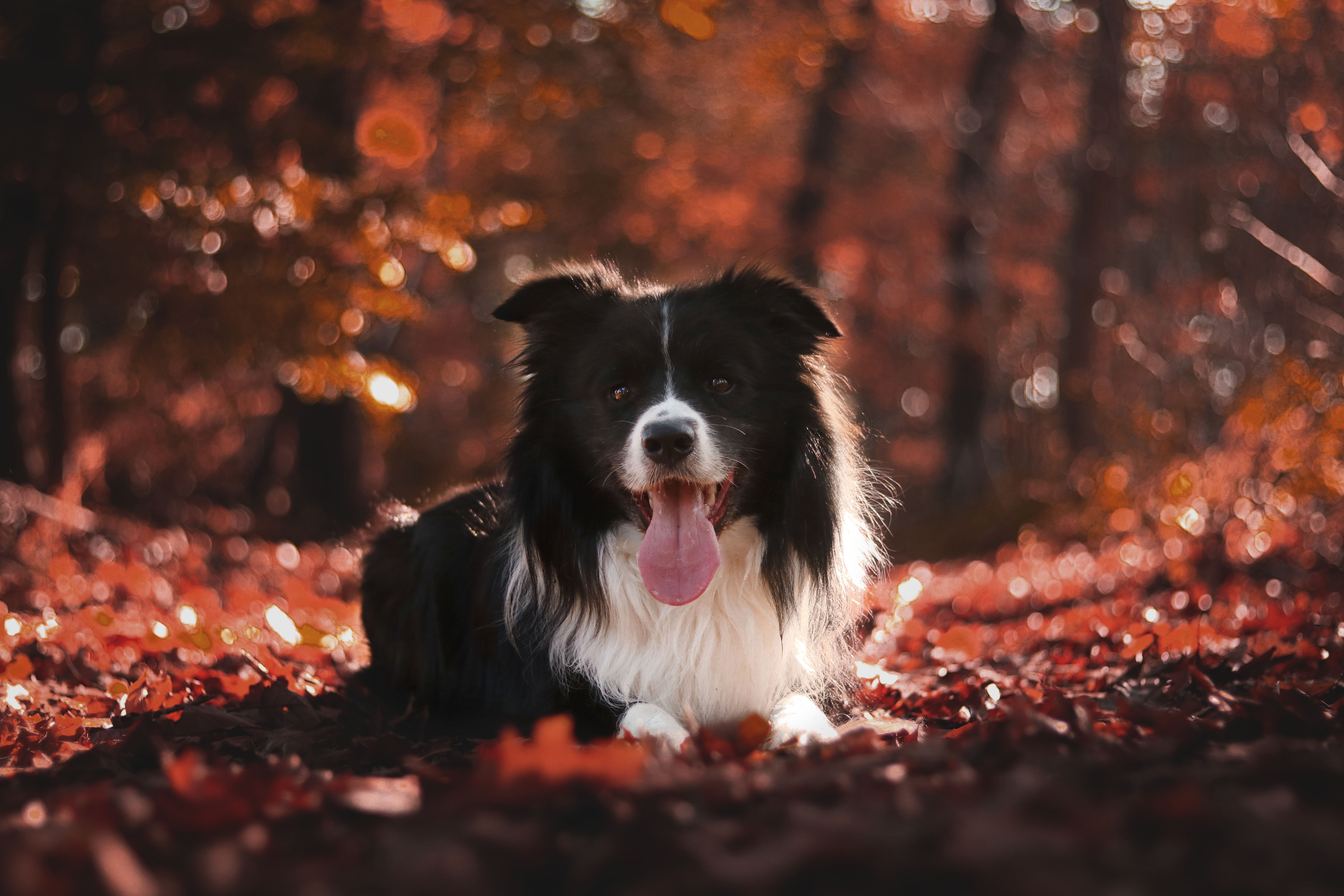 border-collie-in-de-herfstsfeer