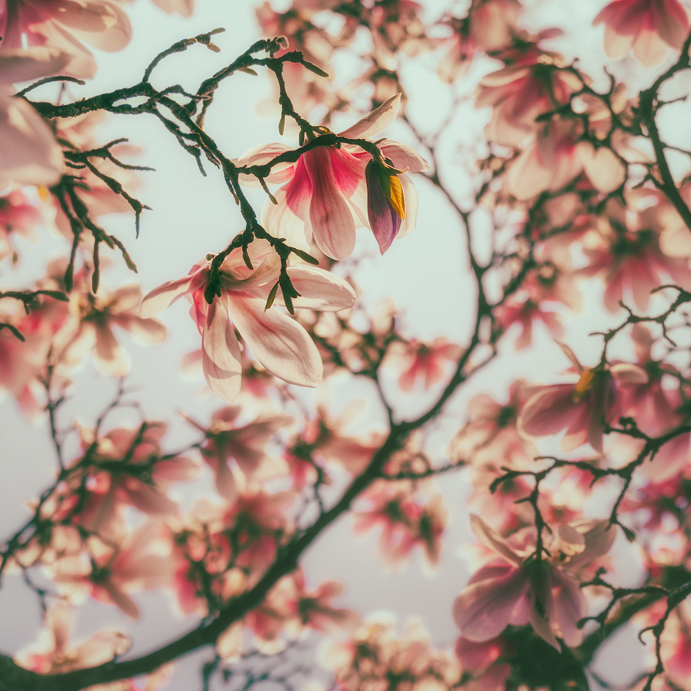 liminal
