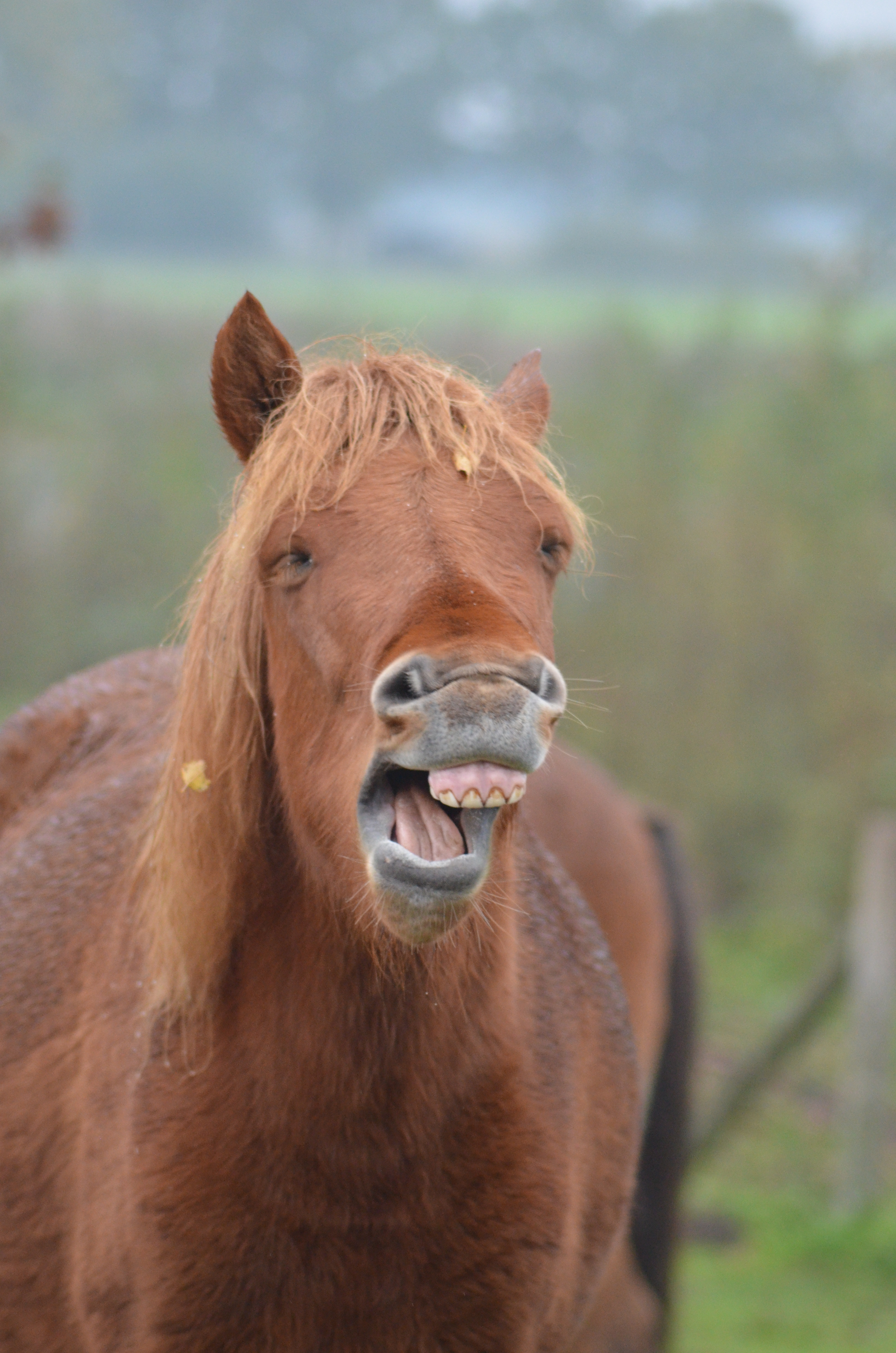je-krijgt-die-lach-niet-van-mijn-gezicht