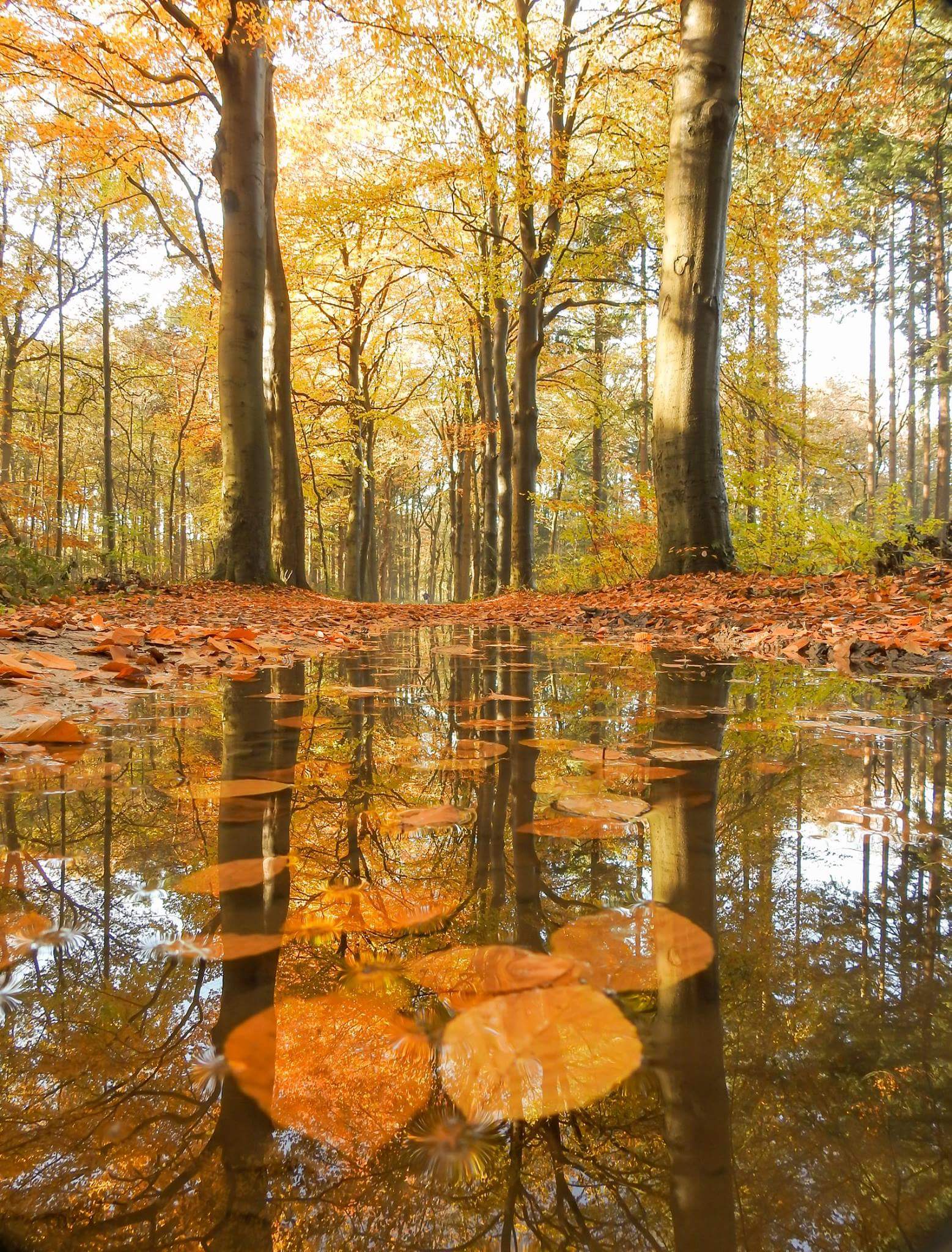 golden-leaves-of-autumn