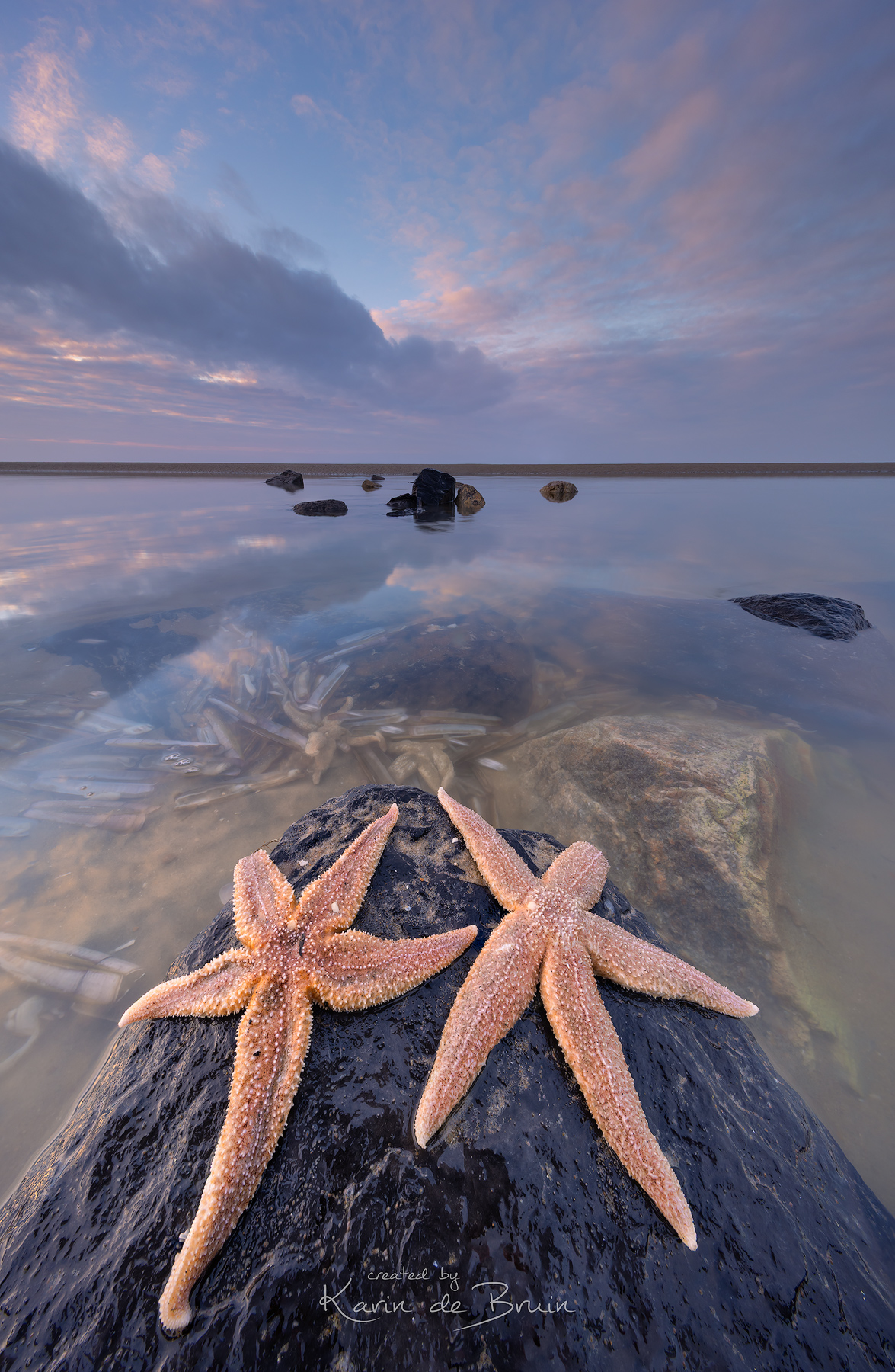 stars-of-the-sea