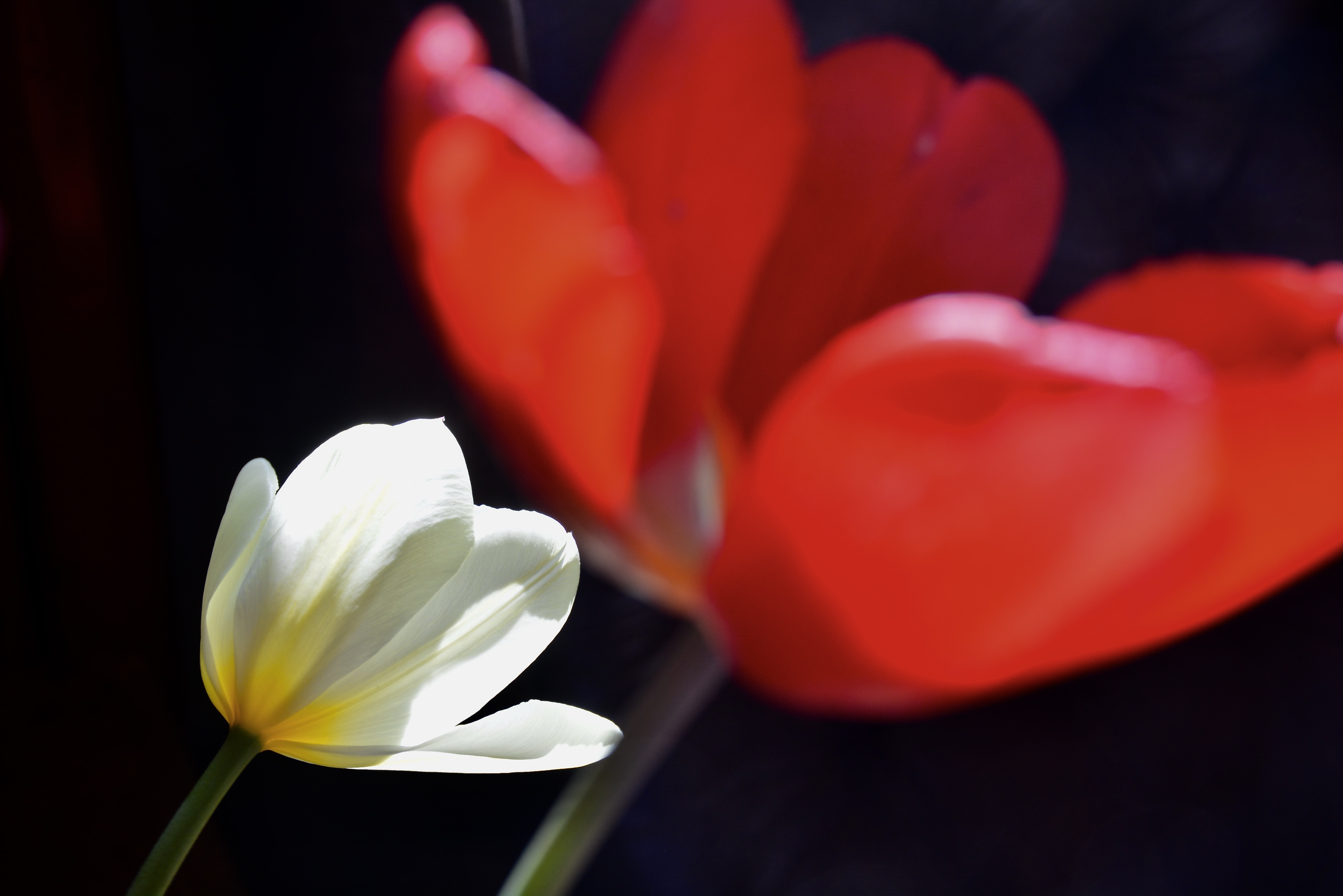 serie-licht