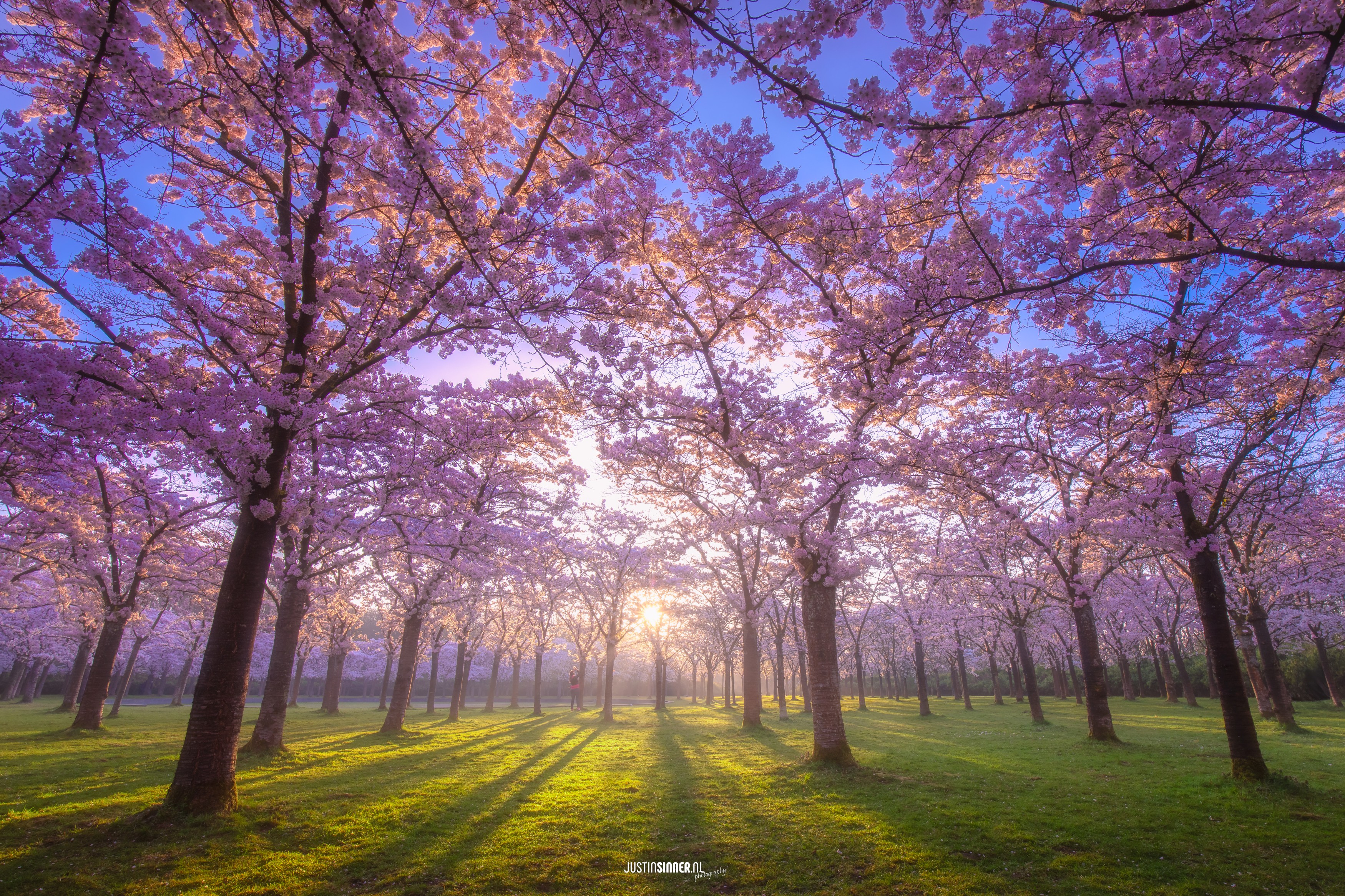 bloesempark-in-bloei