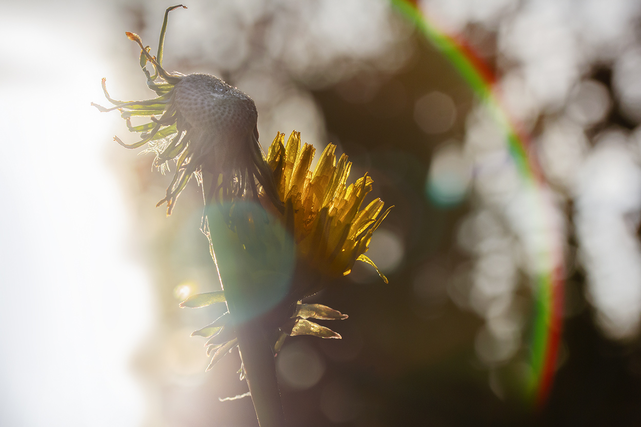 paardenbloem-in-tegenlicht