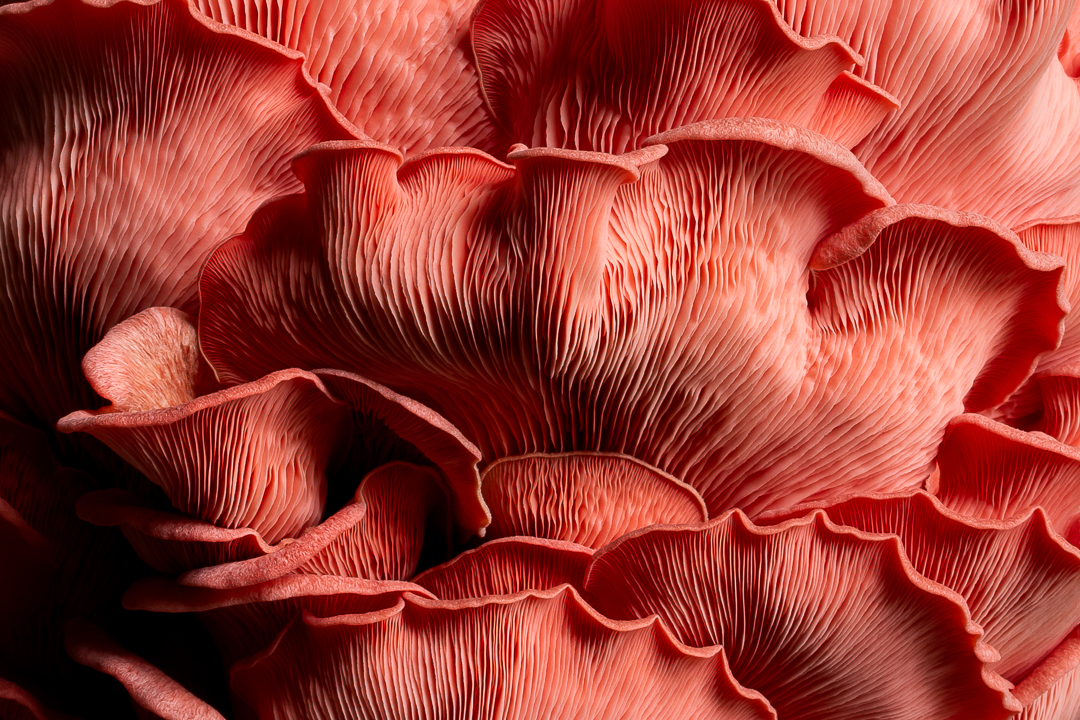 world-food-photography-awards-open-voor-inzending