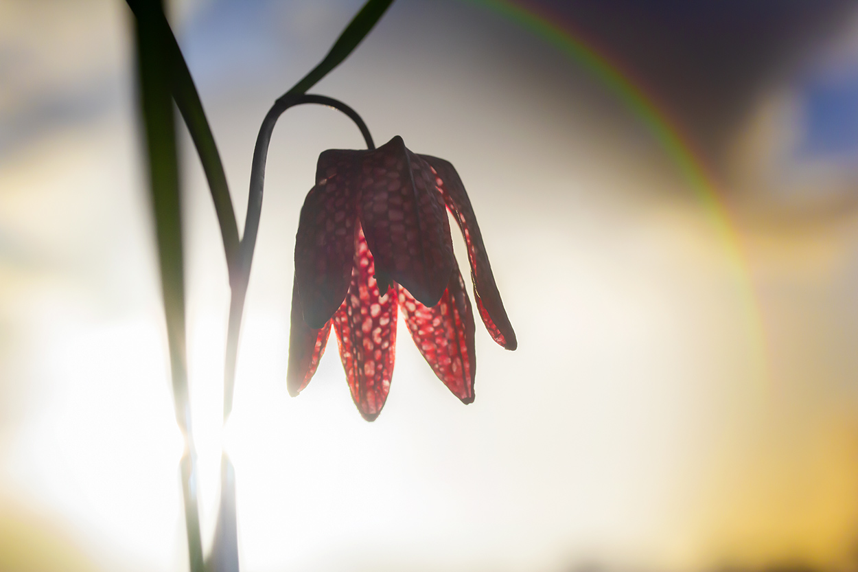 kievitsbloem-fritillaria-meleagris