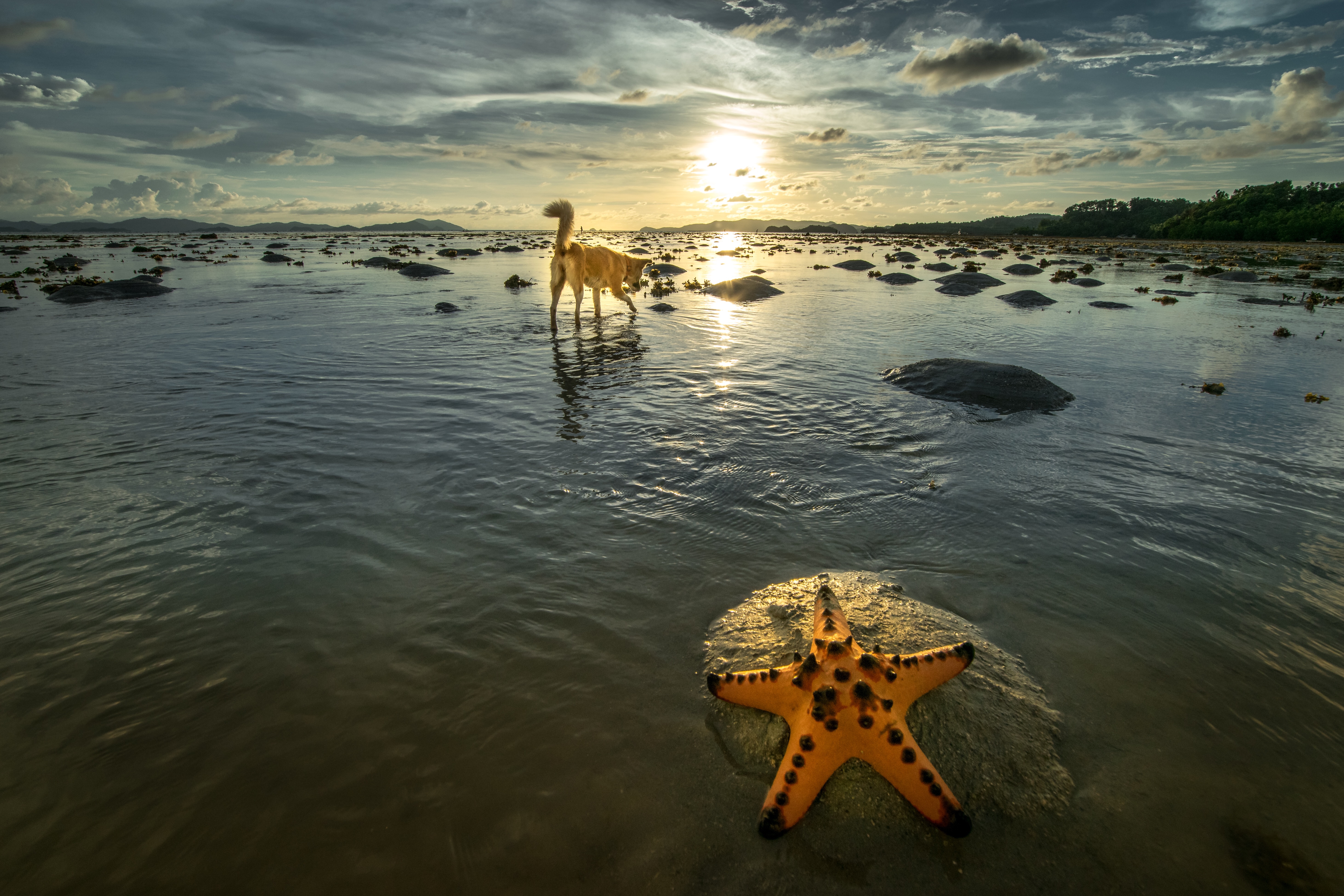 de-opportunist-en-de-zeester