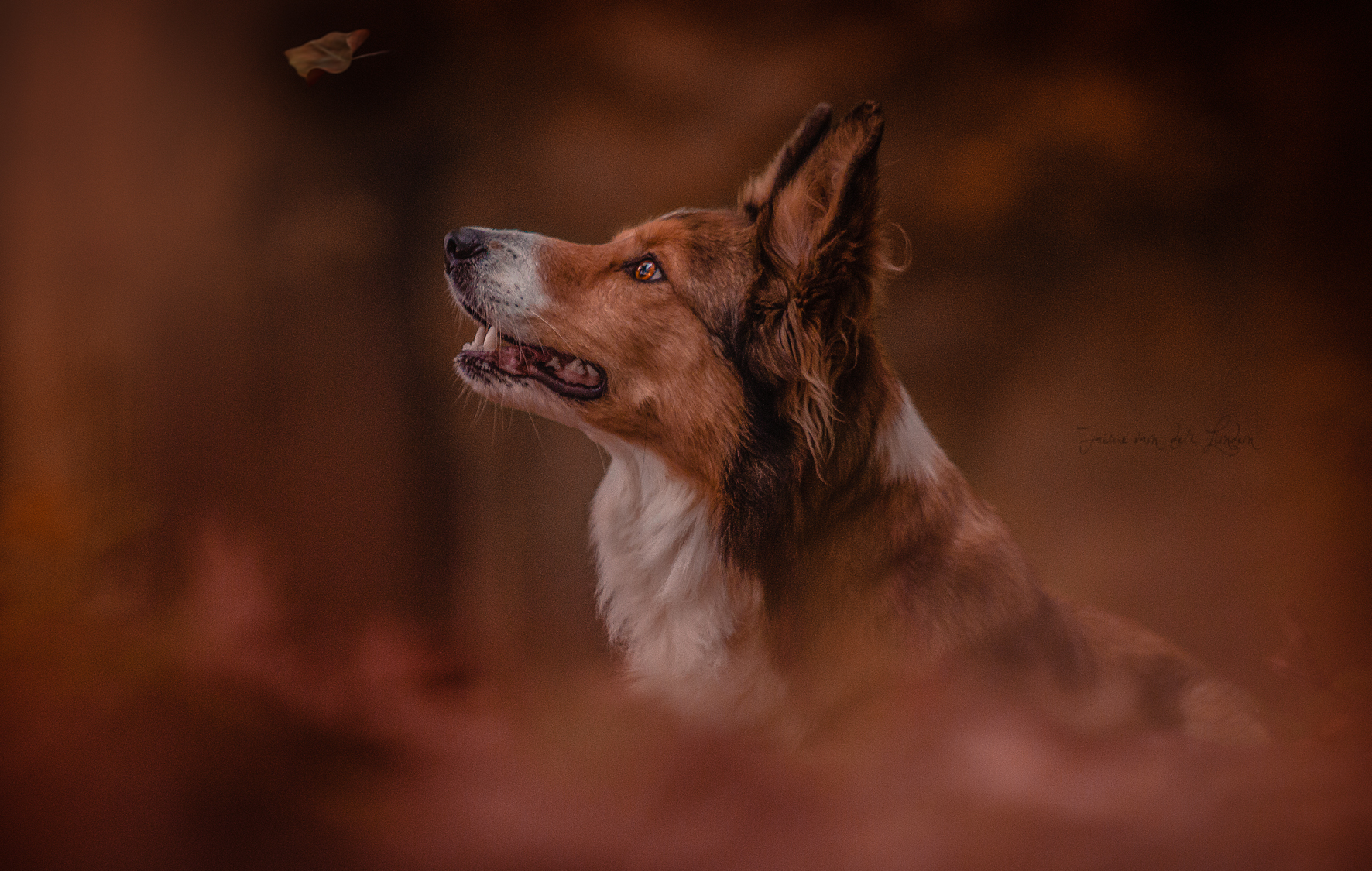 how-beautifully-leaves-grow-old-how-full-of-light