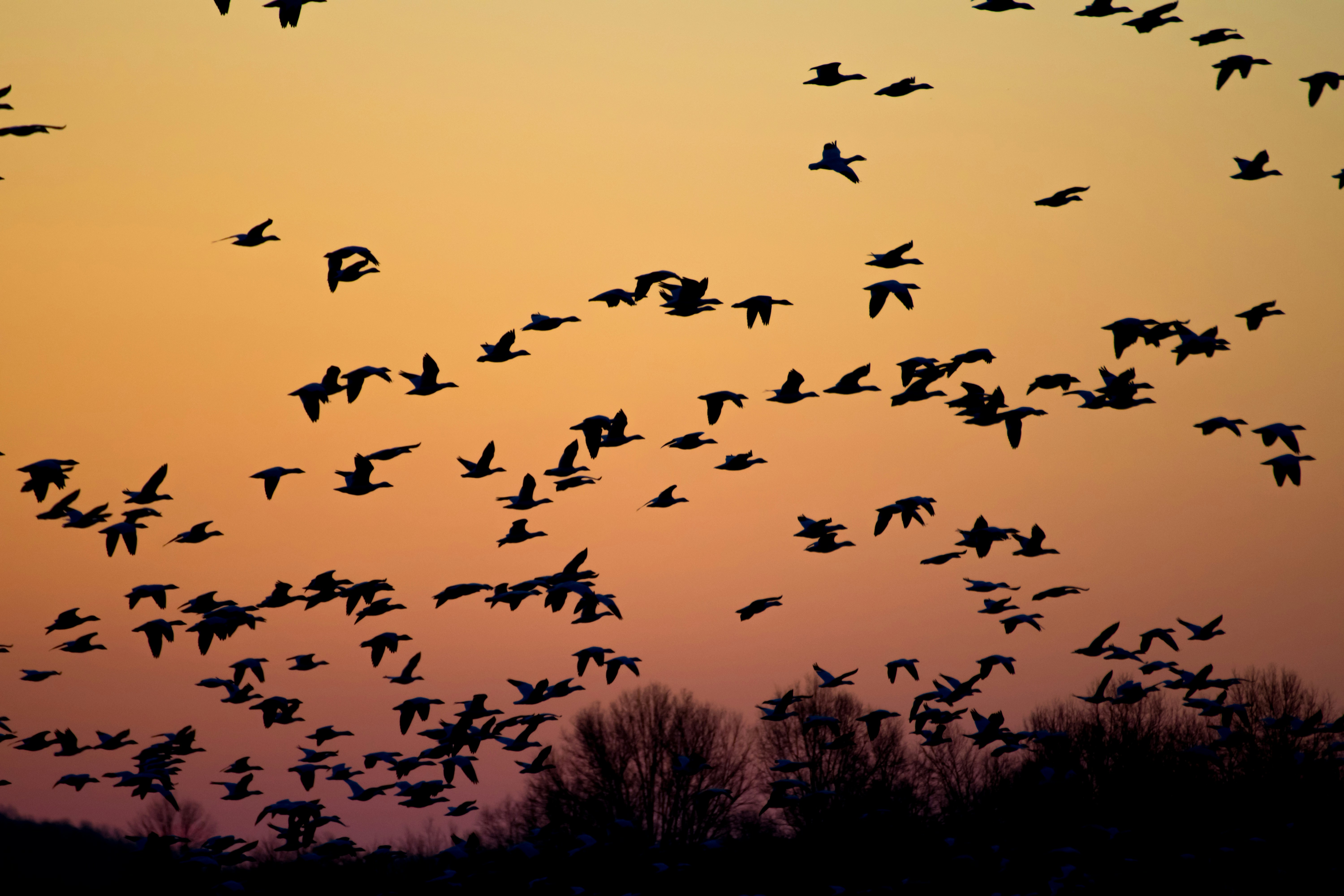 vogeltrek-fotograferen-beste-plekken-in-europa