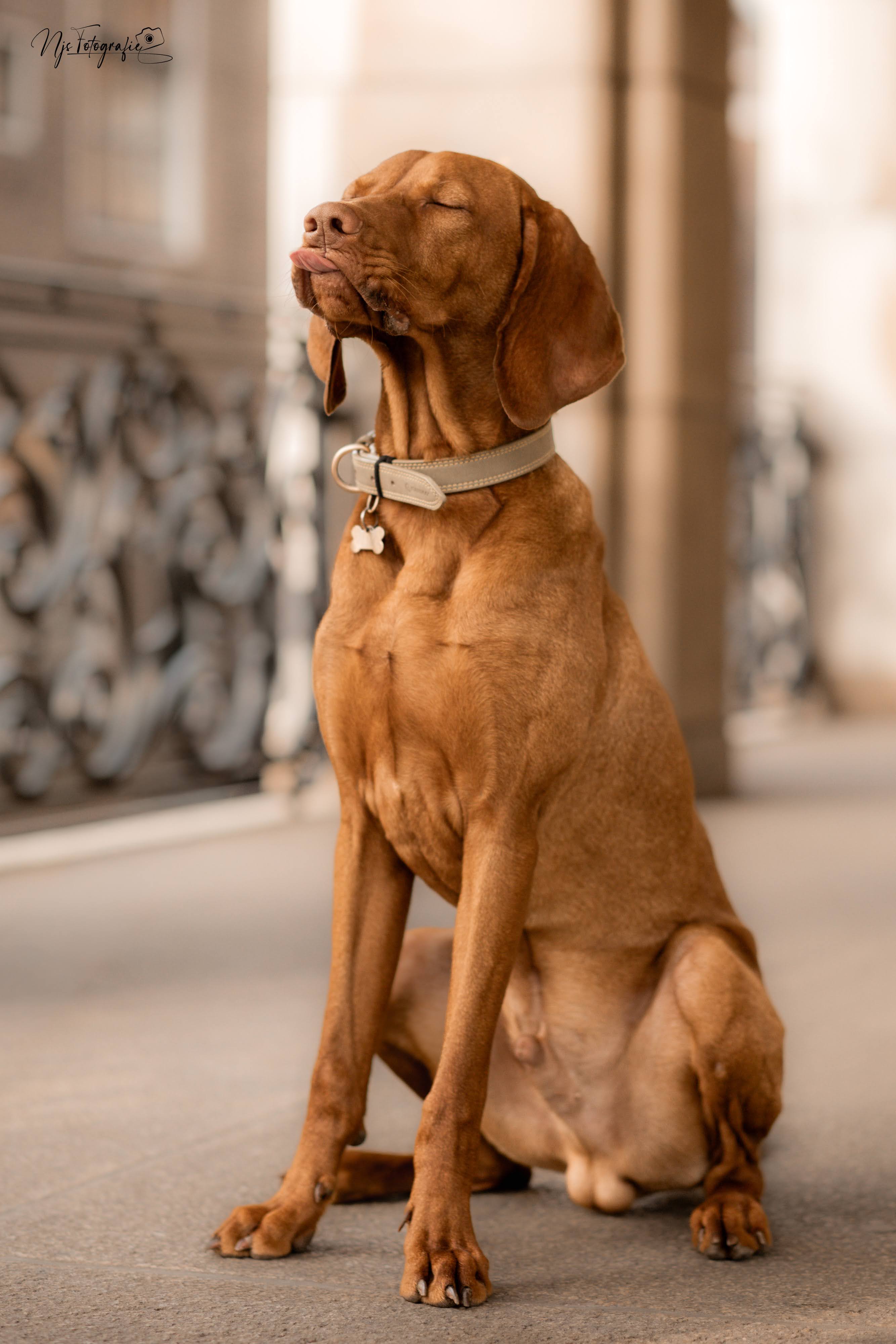 pov-je-fotografeert-een-vizsla-en-hij-steelt-de-show