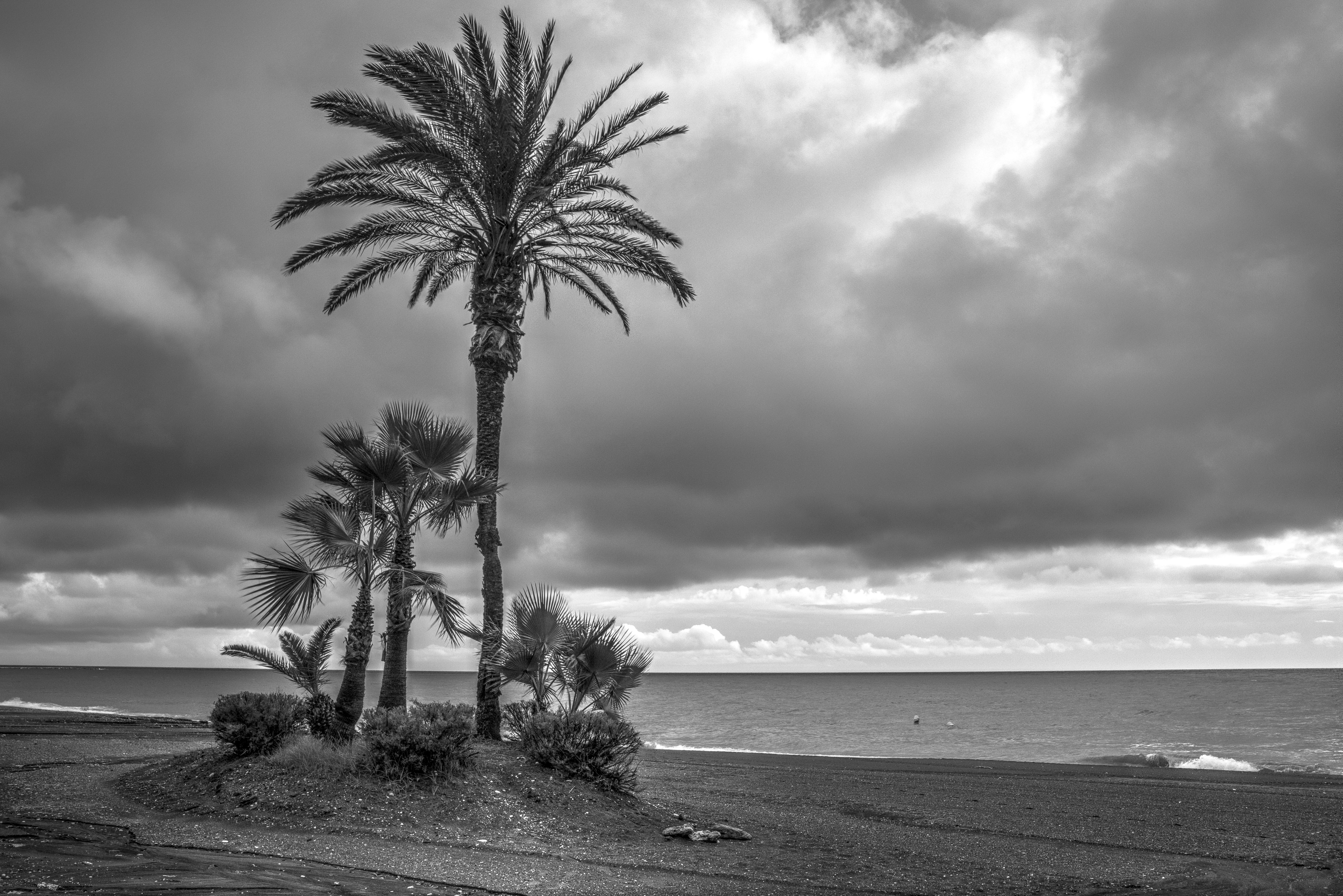palmbomen-in-de-regen