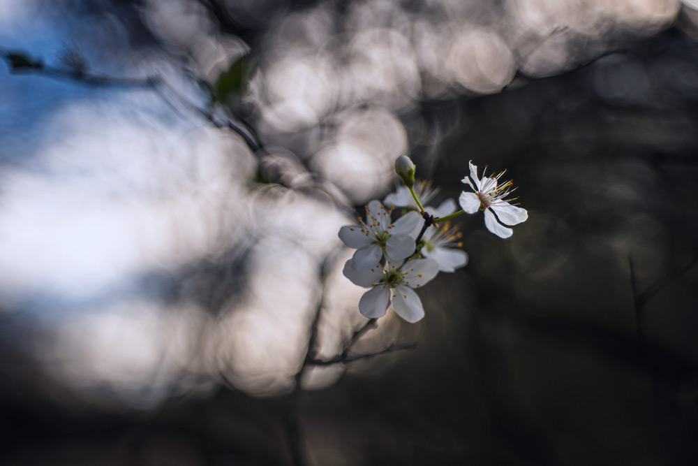 blomma