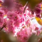 wadlopen-in-moddergat-paessens