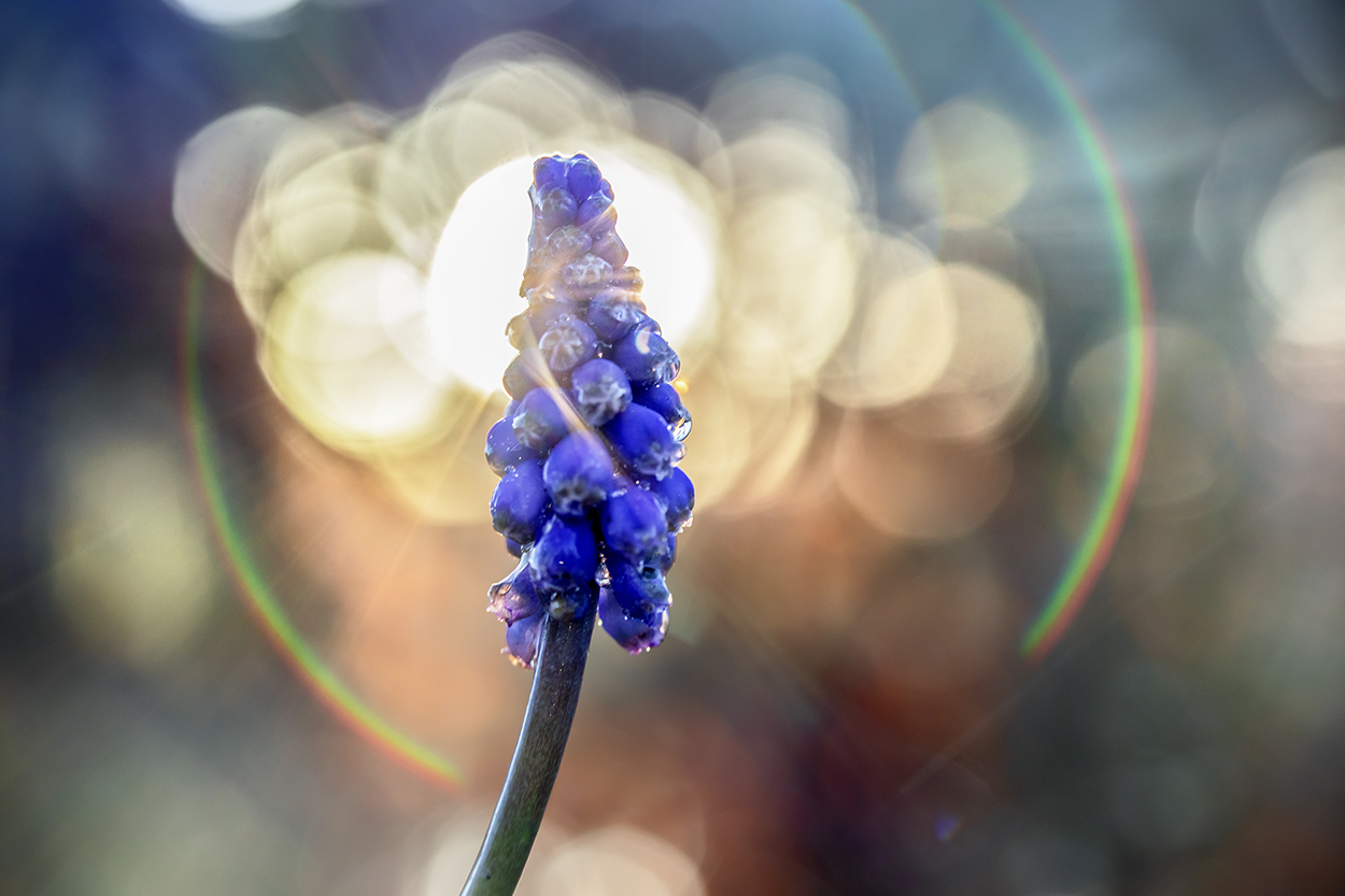 blauw-druifje-in-zonnig-tegenlicht