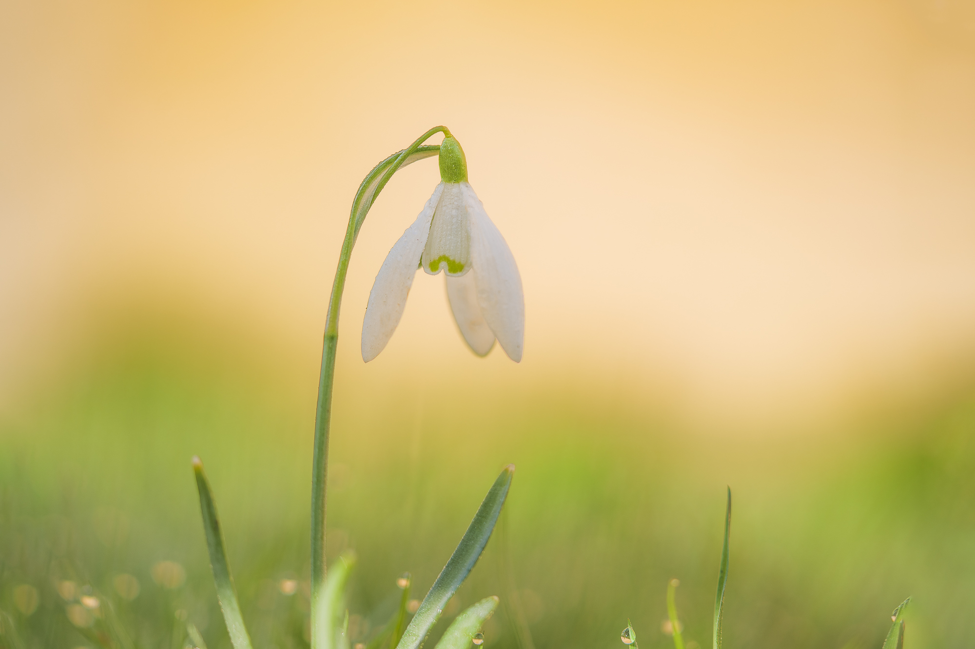 witte-ontwaking