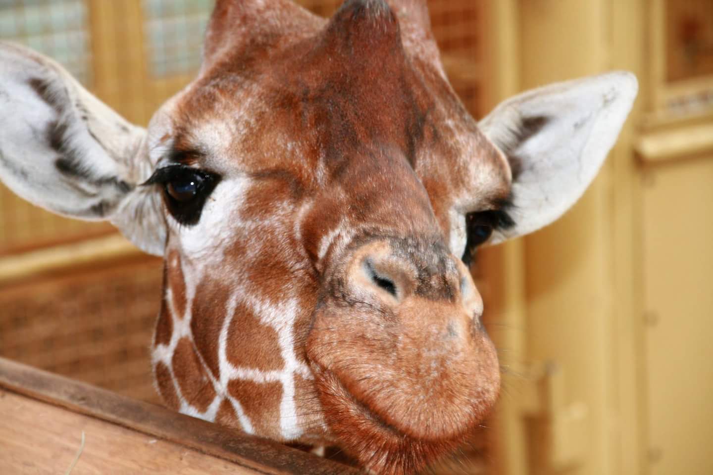 giraffe-2