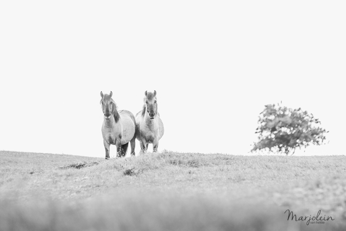 horses