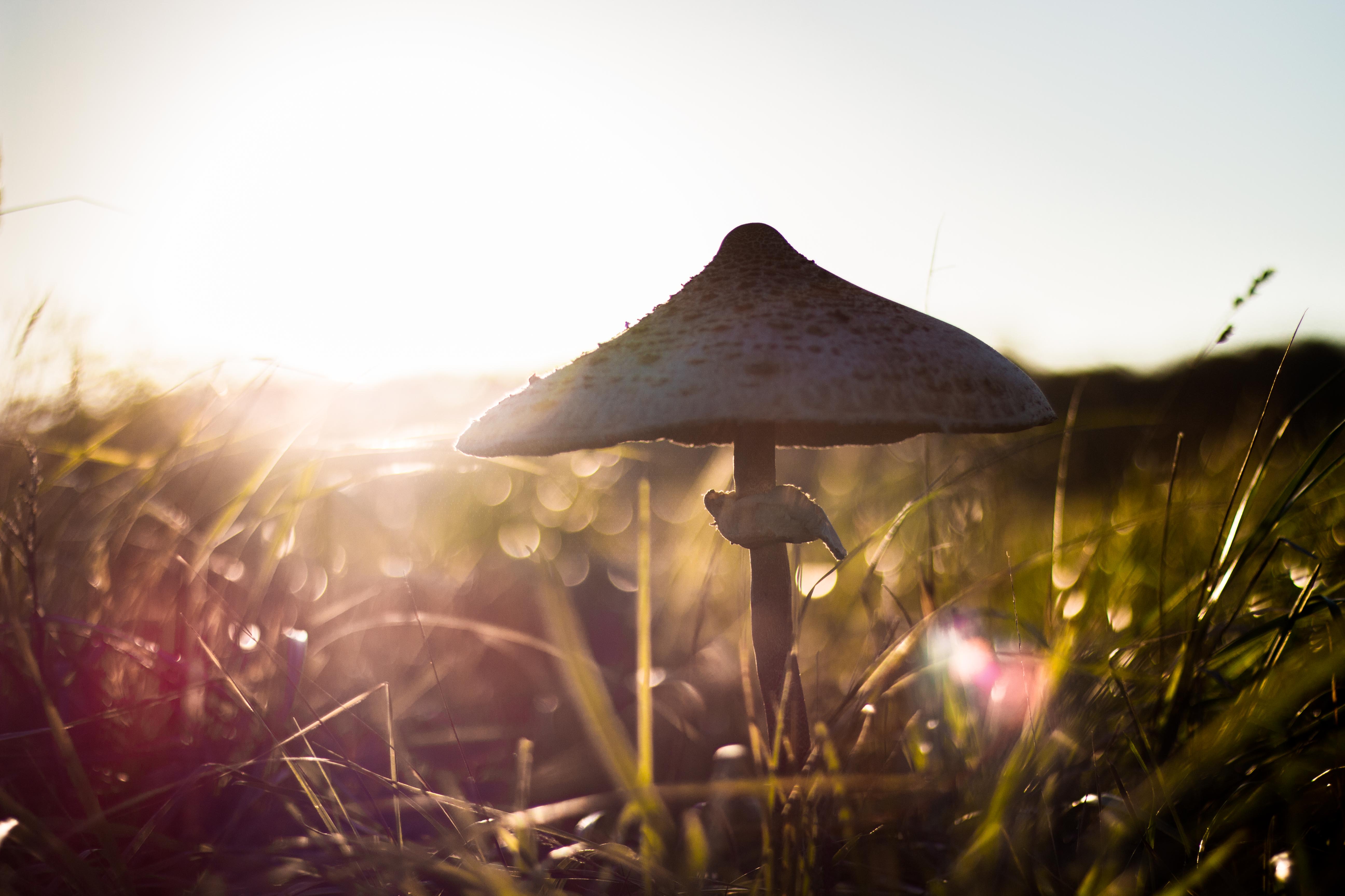 paddenstoel-voor-de-ondergaande-zon