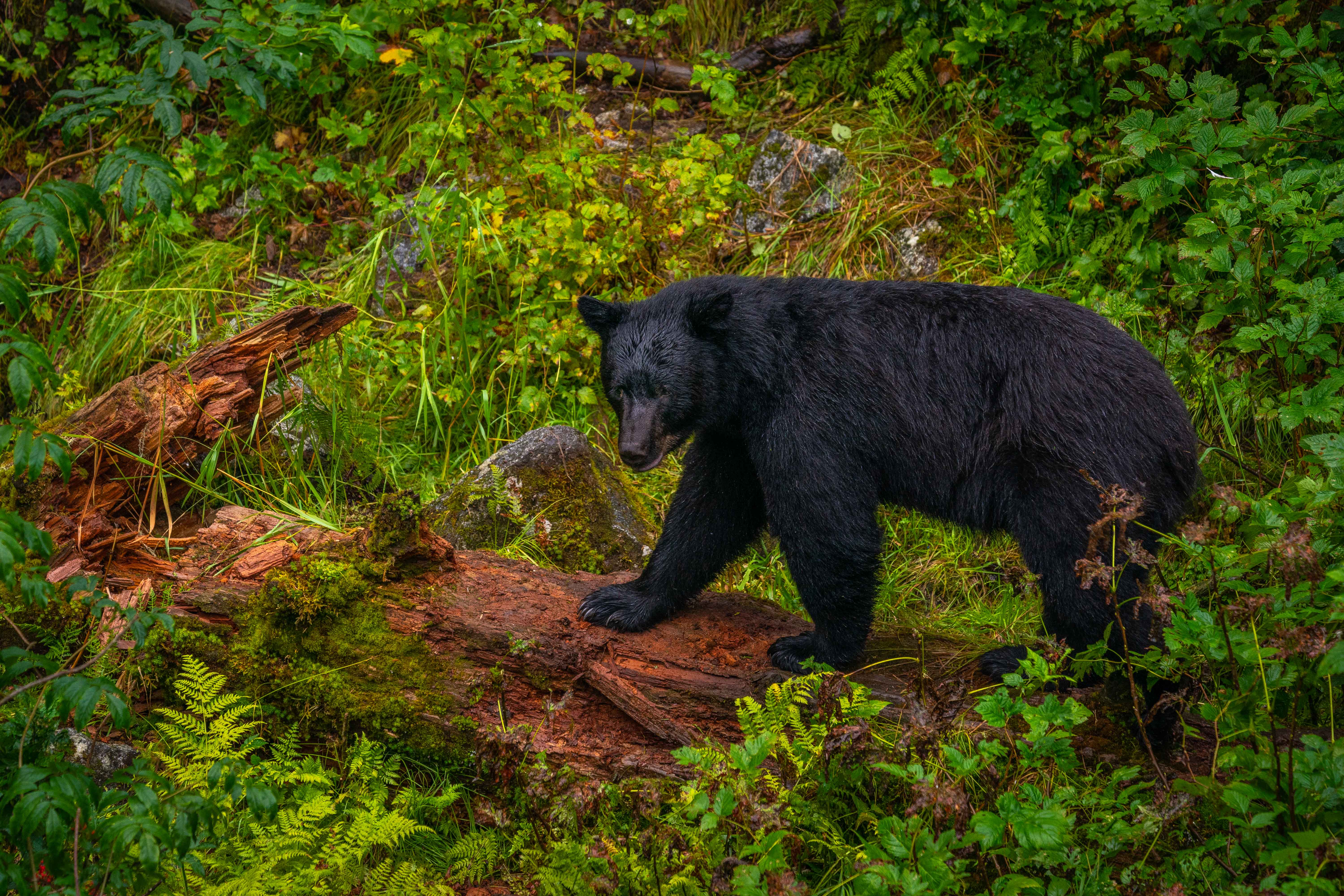 black-bear-in-the-forest