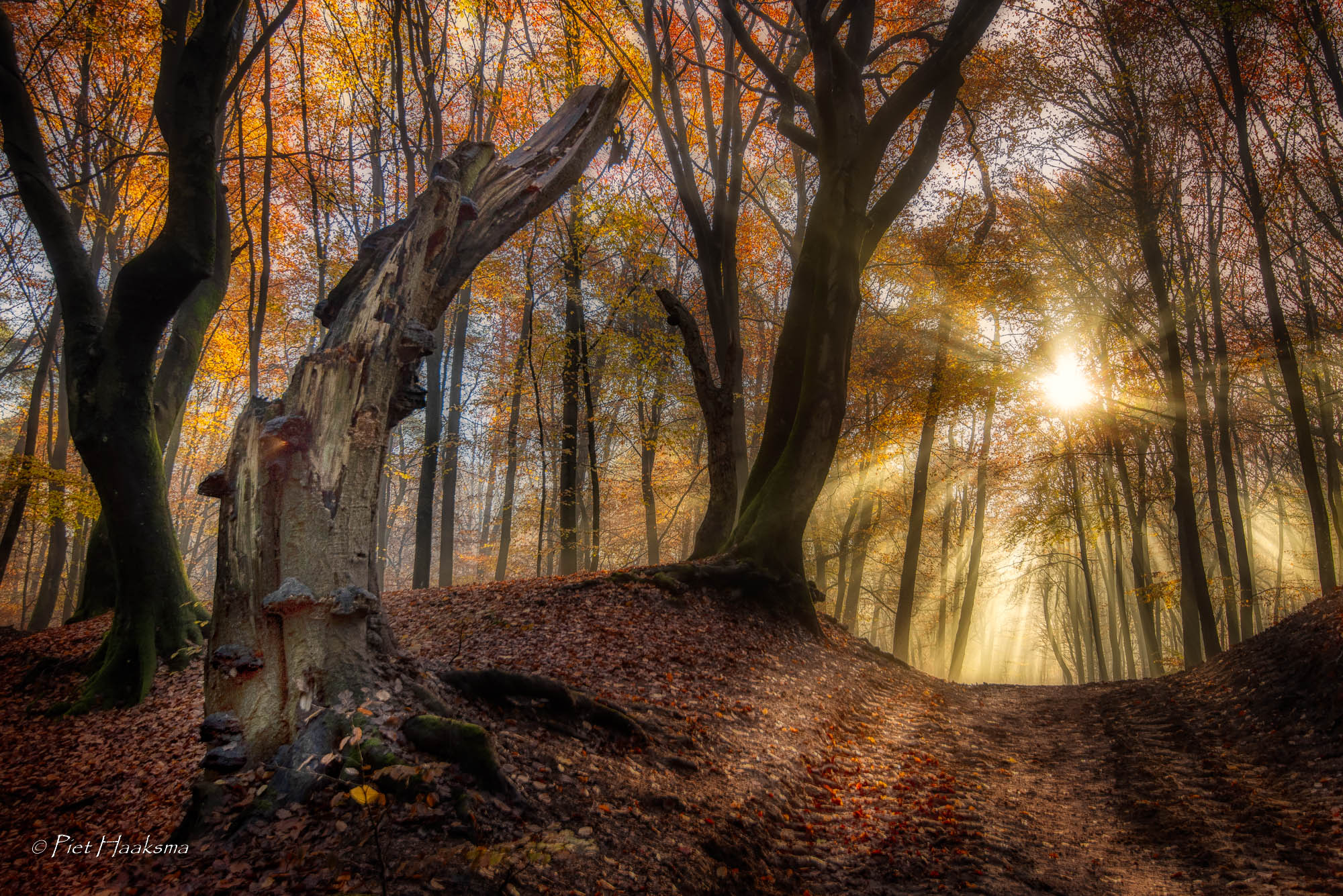 speulderbos-volop-in-herfstsfeer