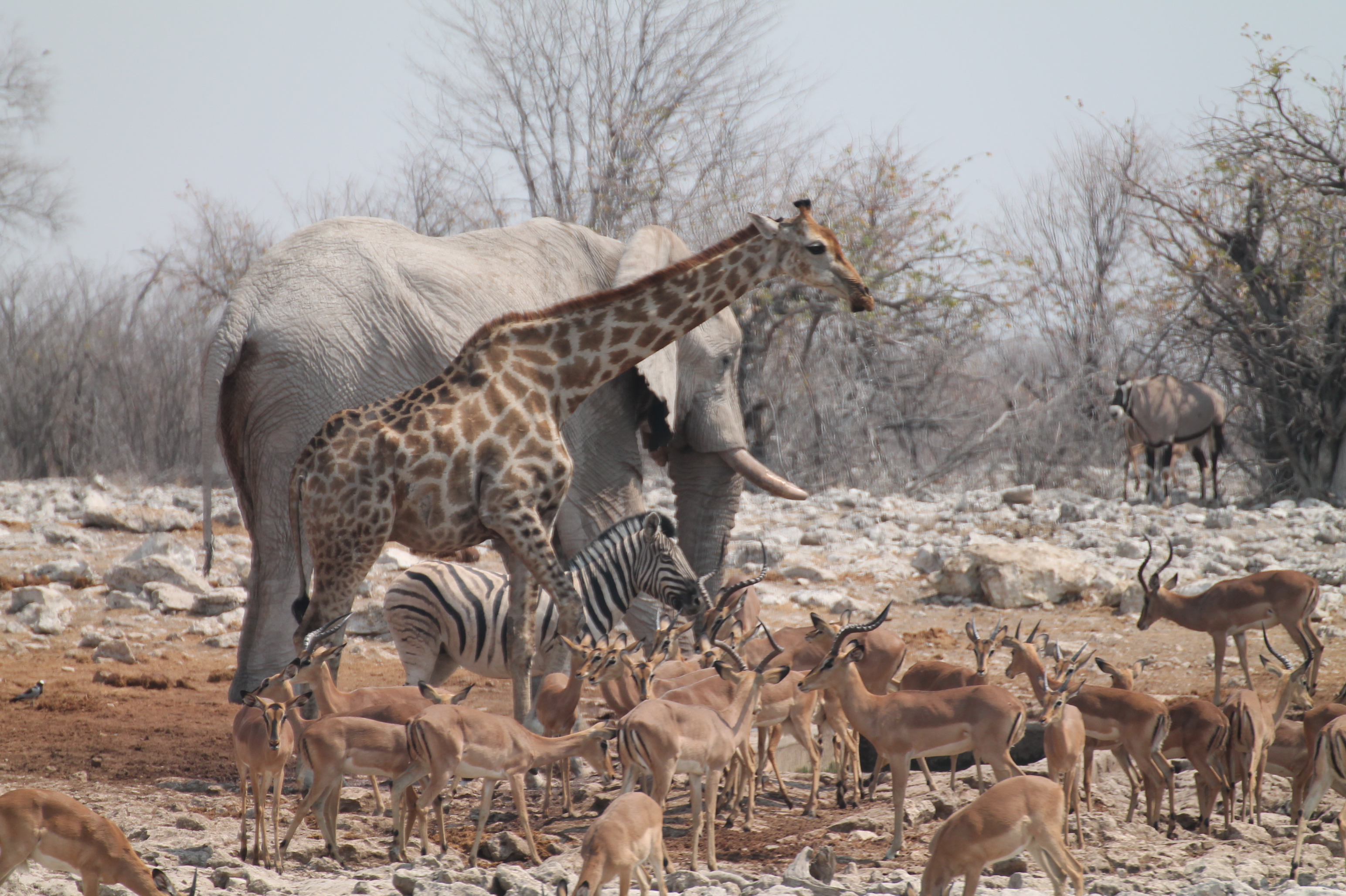 etosha-park-in-namibie