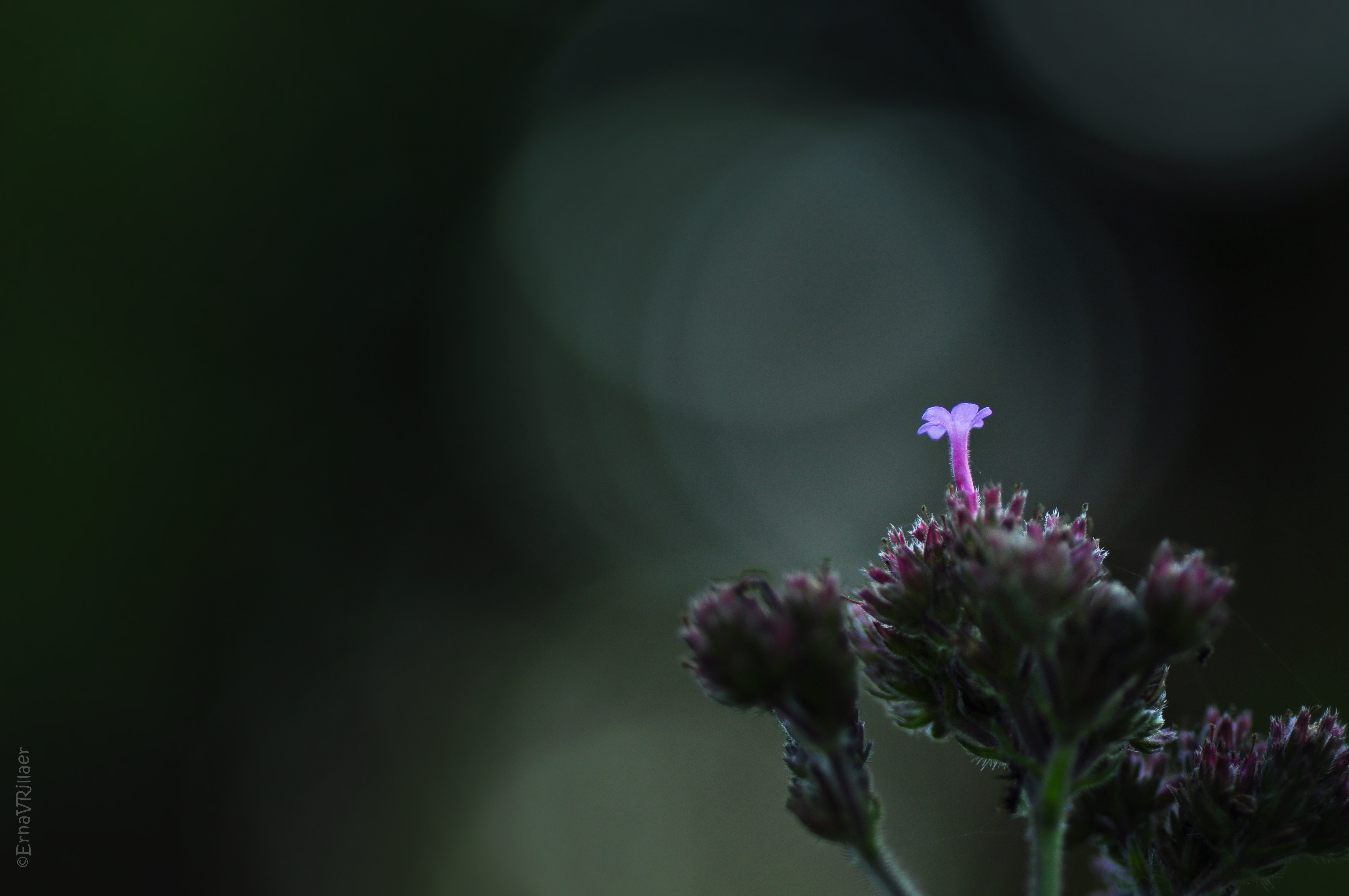 dappere-verbena