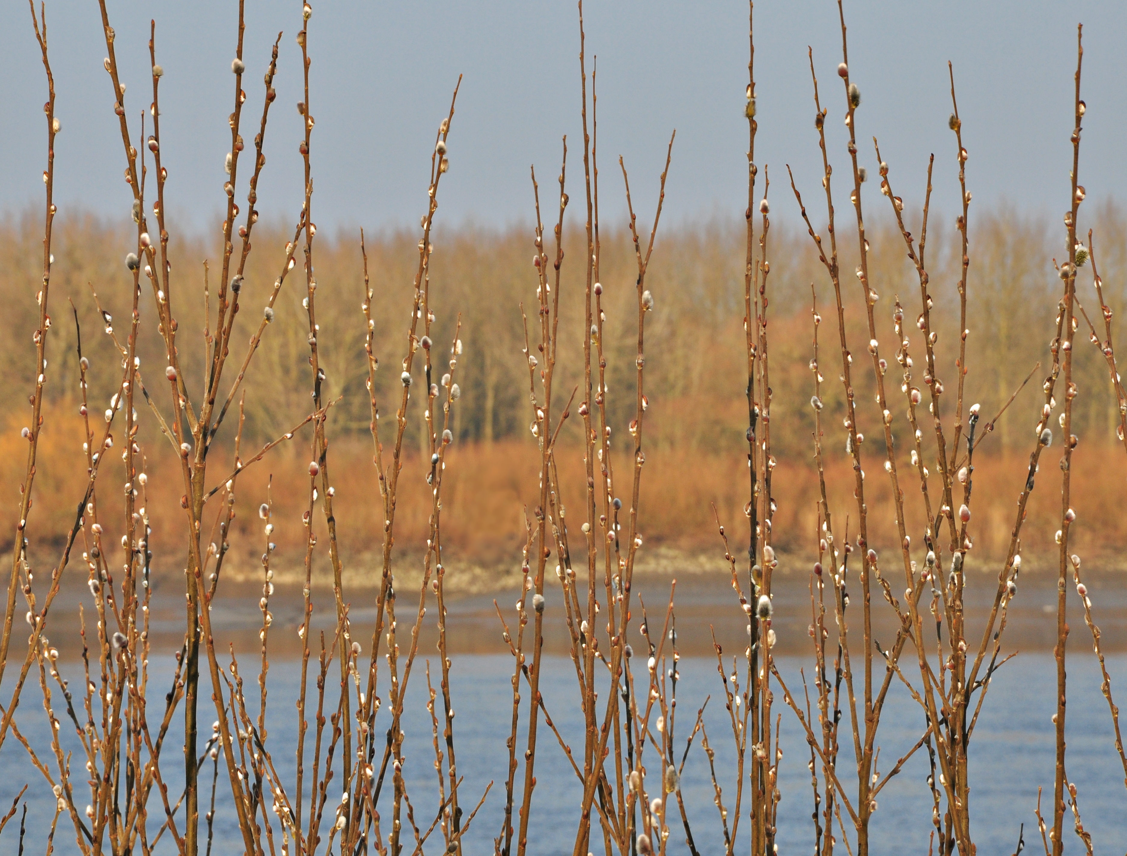 winterkatjes