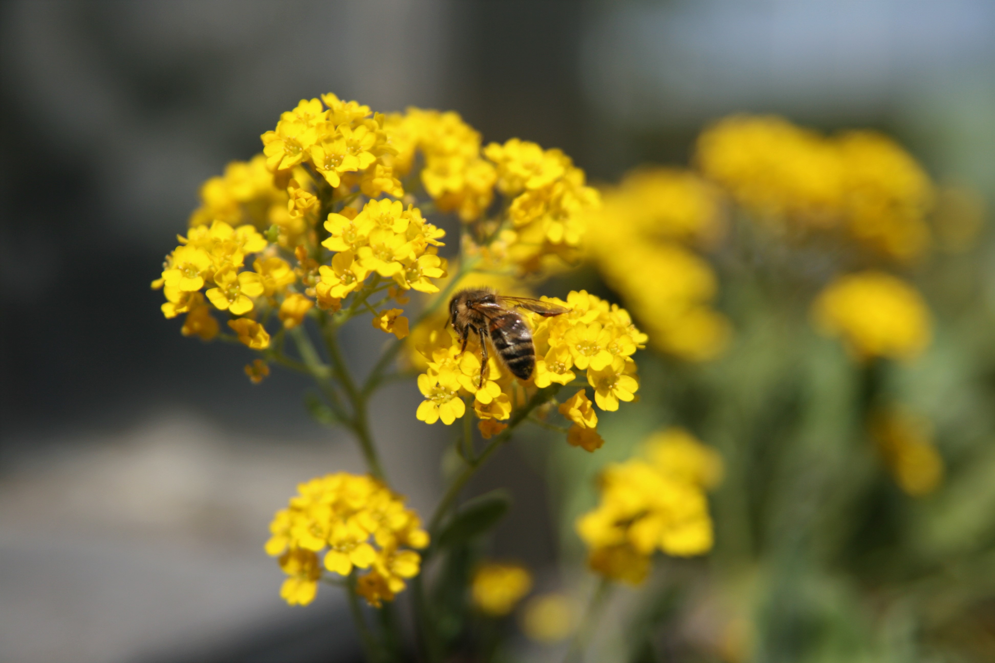 de-bloemetjes-en-de-bijtjes