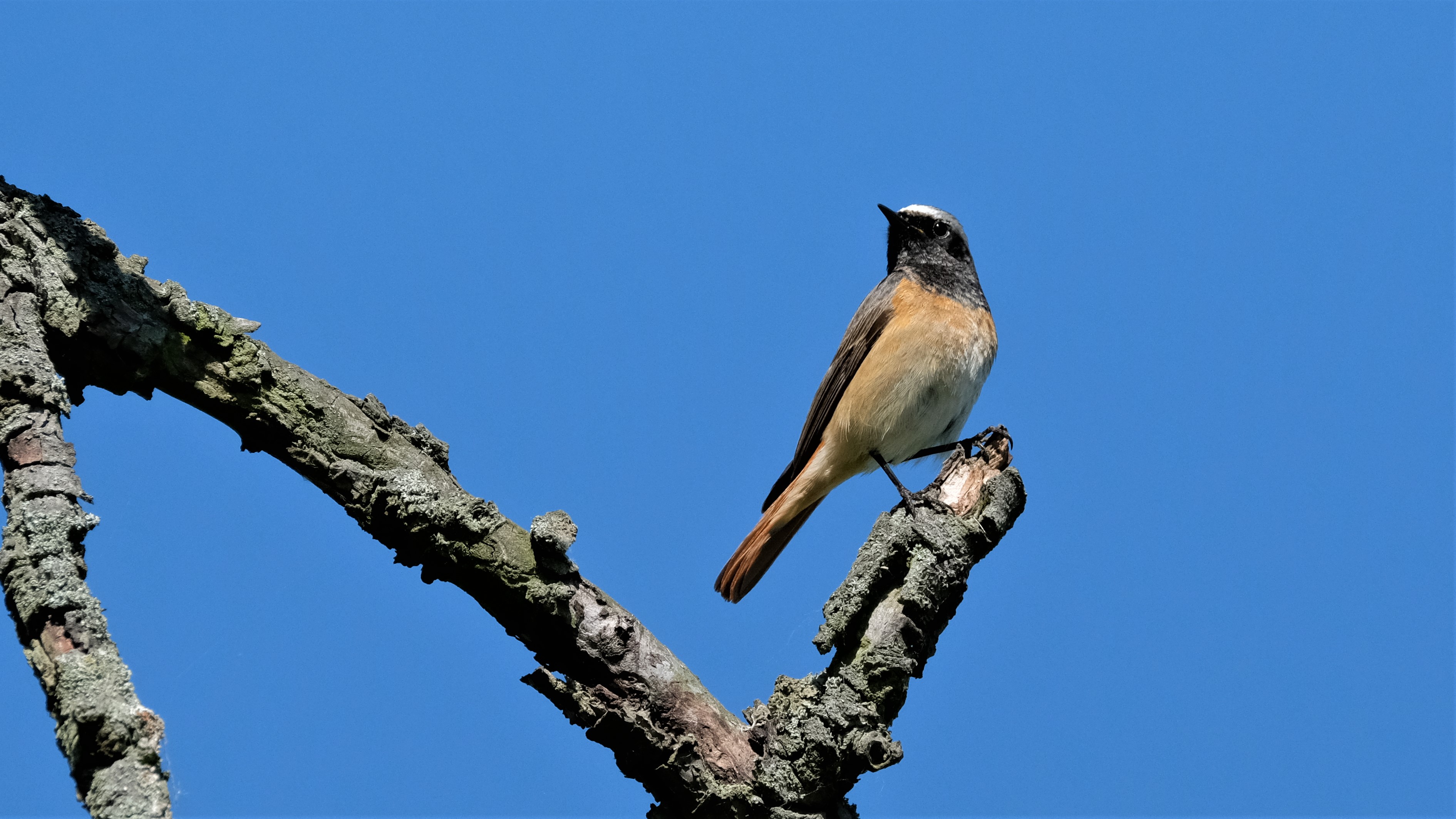 gekraagde-roodstaart