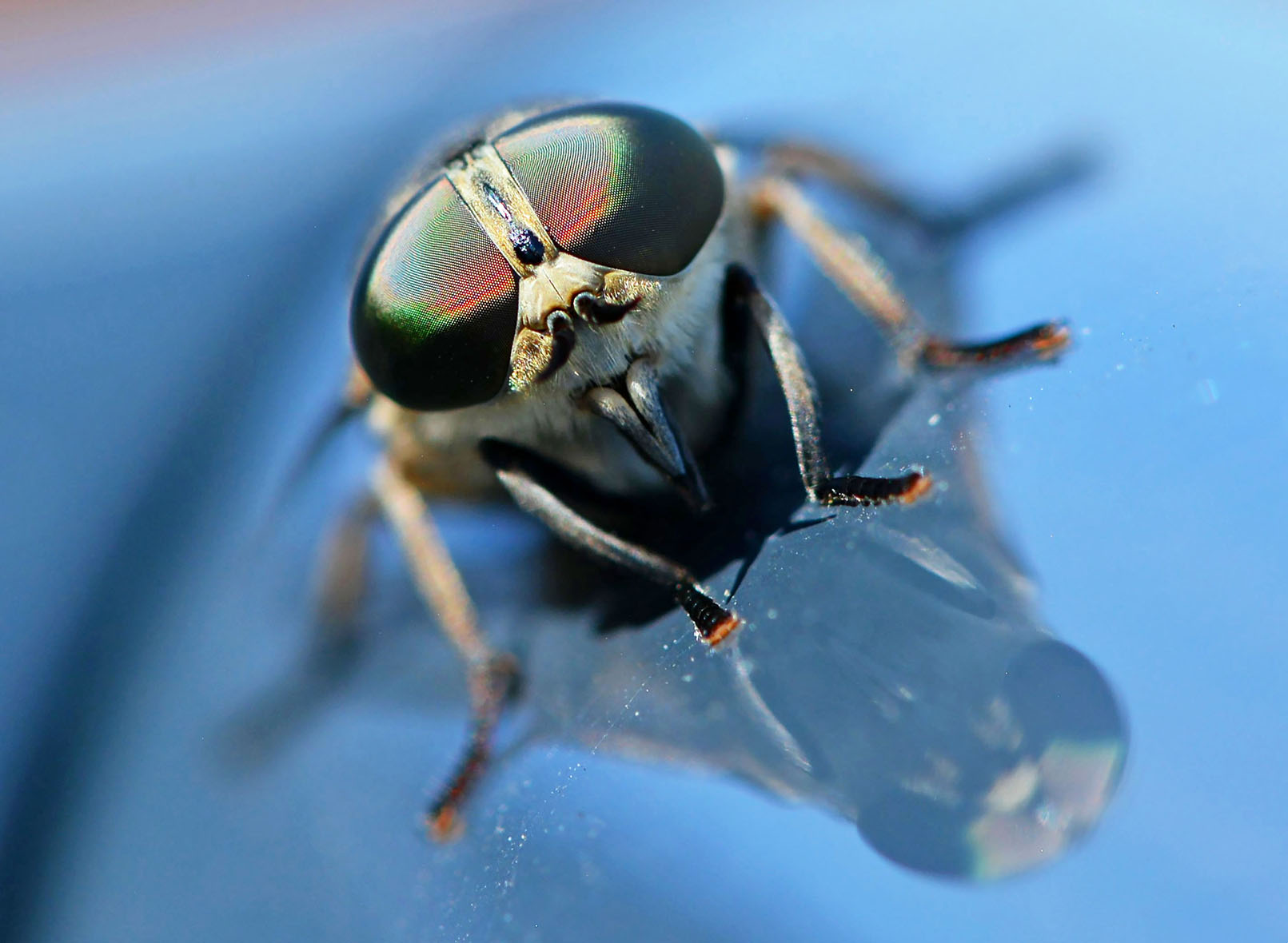 de-grijze-runderdaas