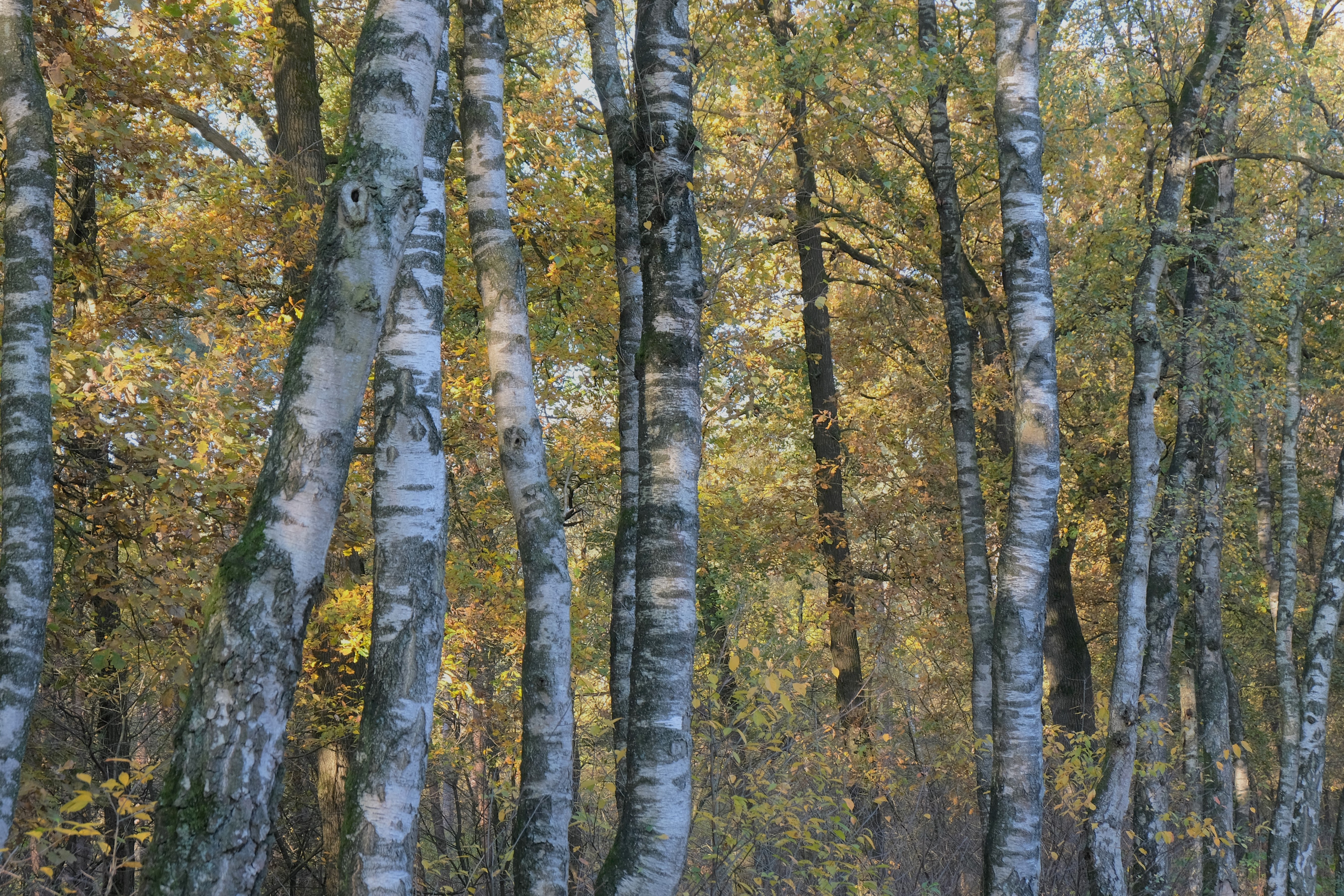 herfst-in-klimt-stijl-ii