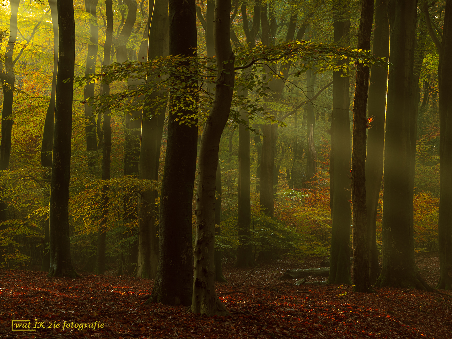 betoverend-mooispeulderbos